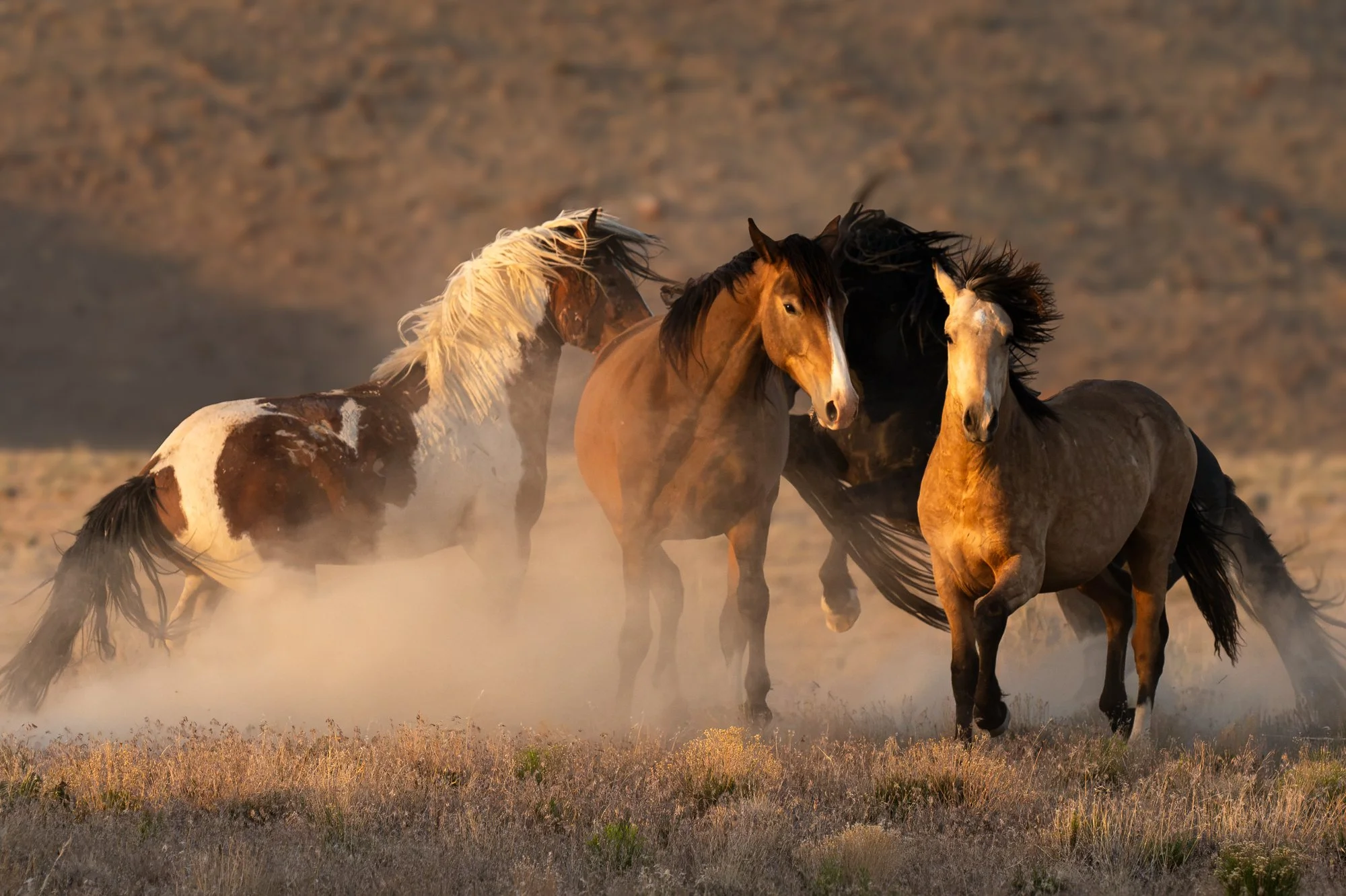 Onaqui _Into The Wild Imagery_Cynthia Ariosta-27.jpg