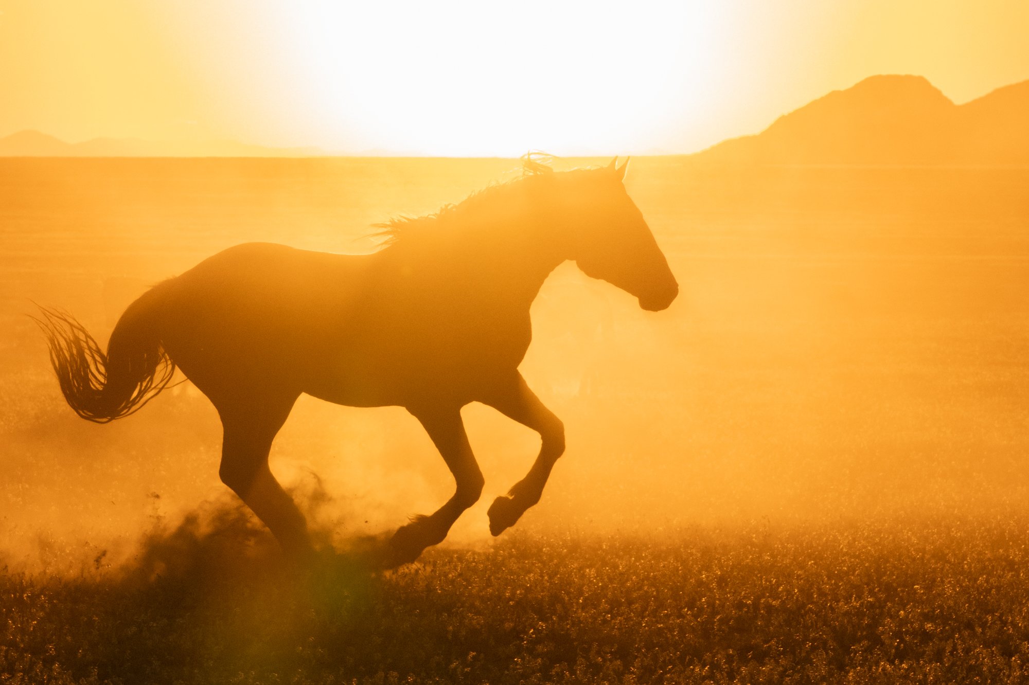 Onaqui _Into The Wild Imagery_Cynthia Ariosta-3.jpg