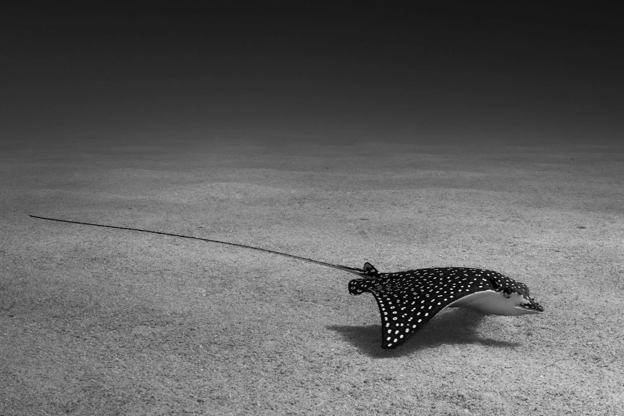 Fly Like An Eagle
Cynthia Ariosta Photography
Fine Art Prints of Rays of the Ocean
Spotted Eagle Ray Photography
Underwater Photography
Black and White Fine Art Underwater Prints