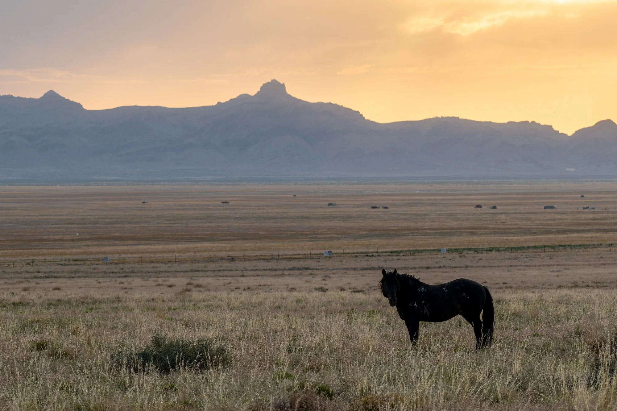 Onaqui _Into The Wild Imagery_Cynthia Ariosta-29.jpg