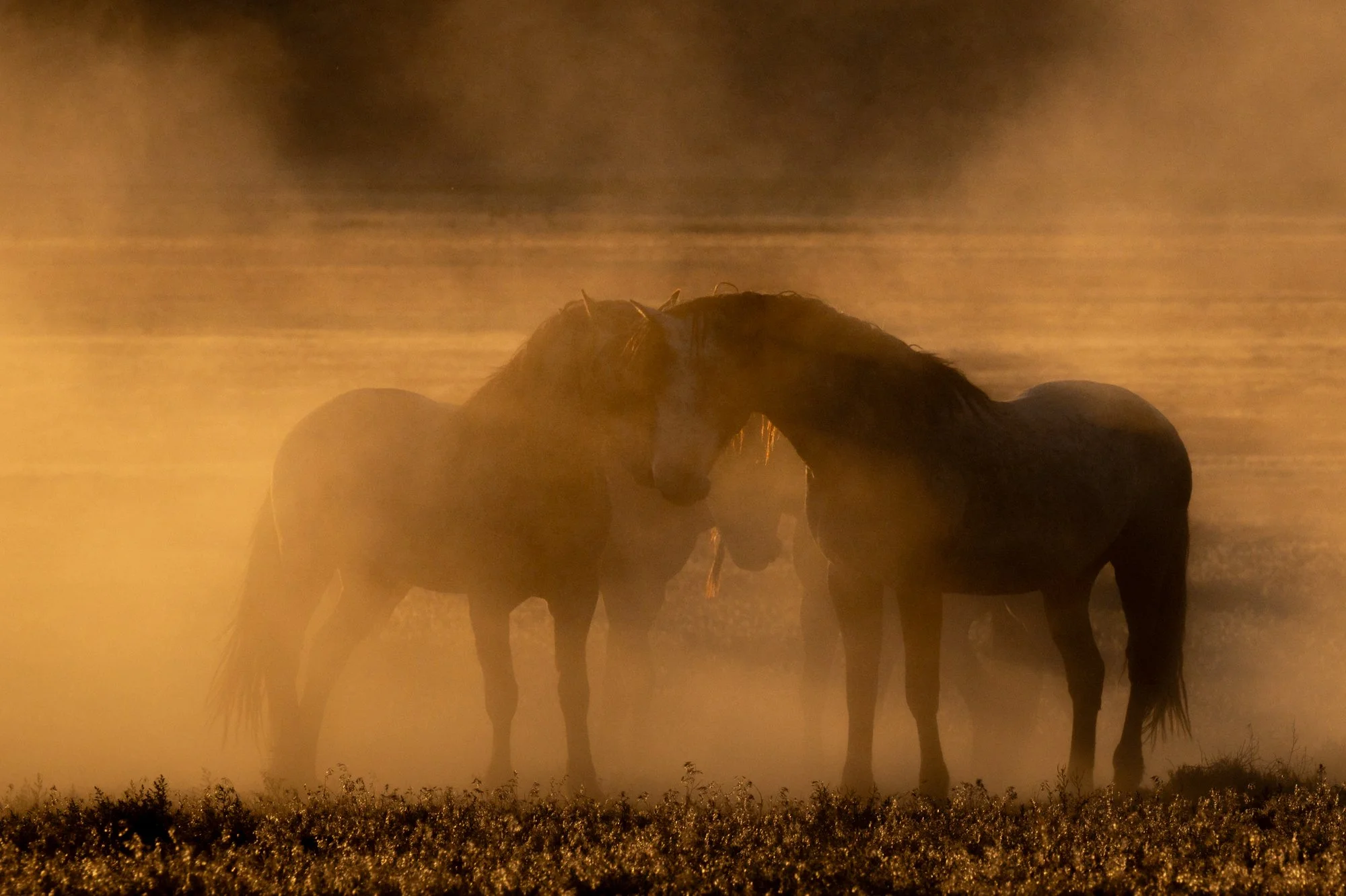 Onaqui _Into The Wild Imagery_Cynthia Ariosta-18.jpg