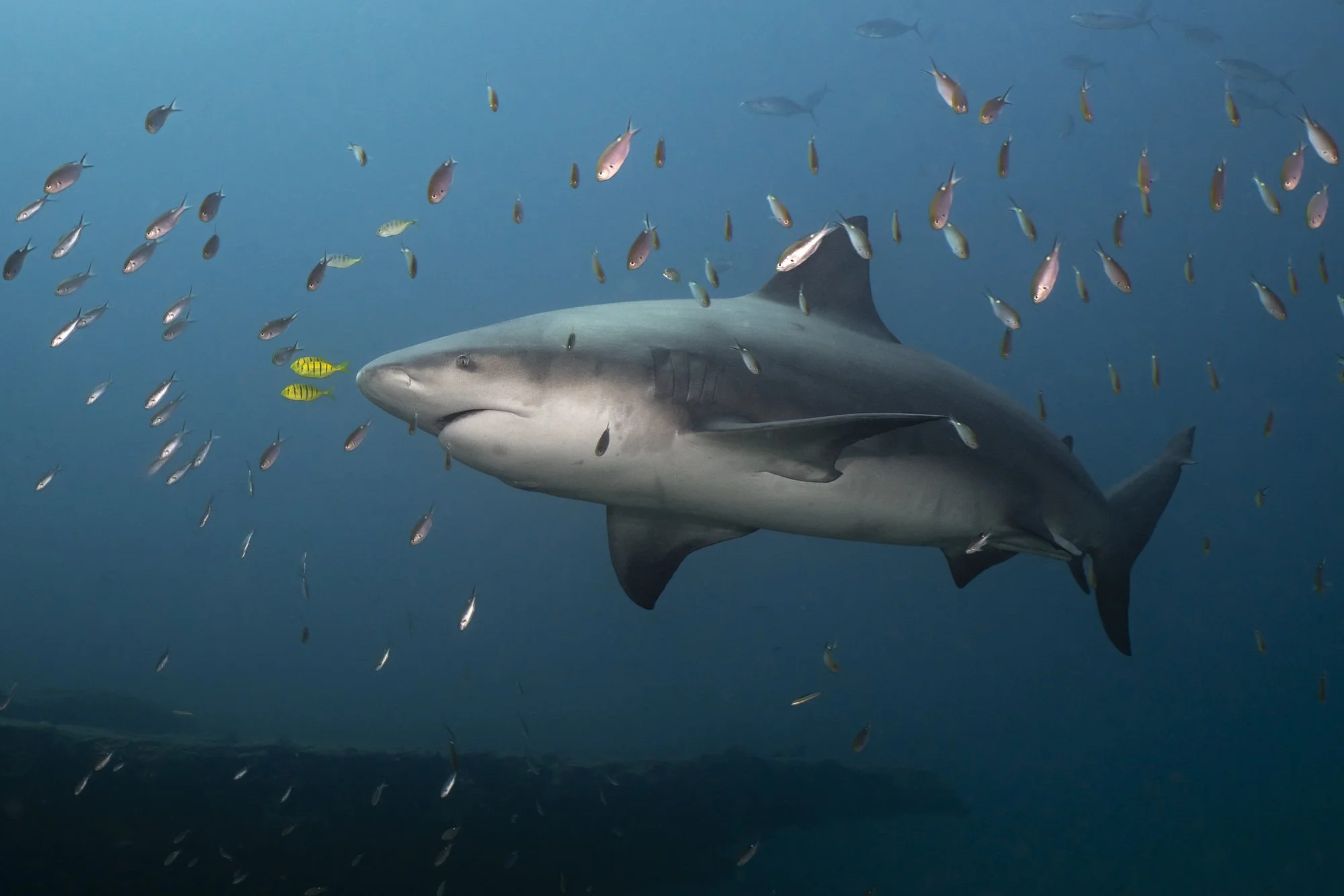 Confetti Predator Cynthia Ariosta Into the Wild-3.jpg