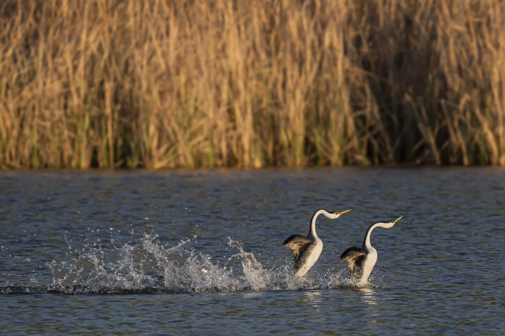 Grebes Cynthia Ariosta Into the Wild-1.jpg