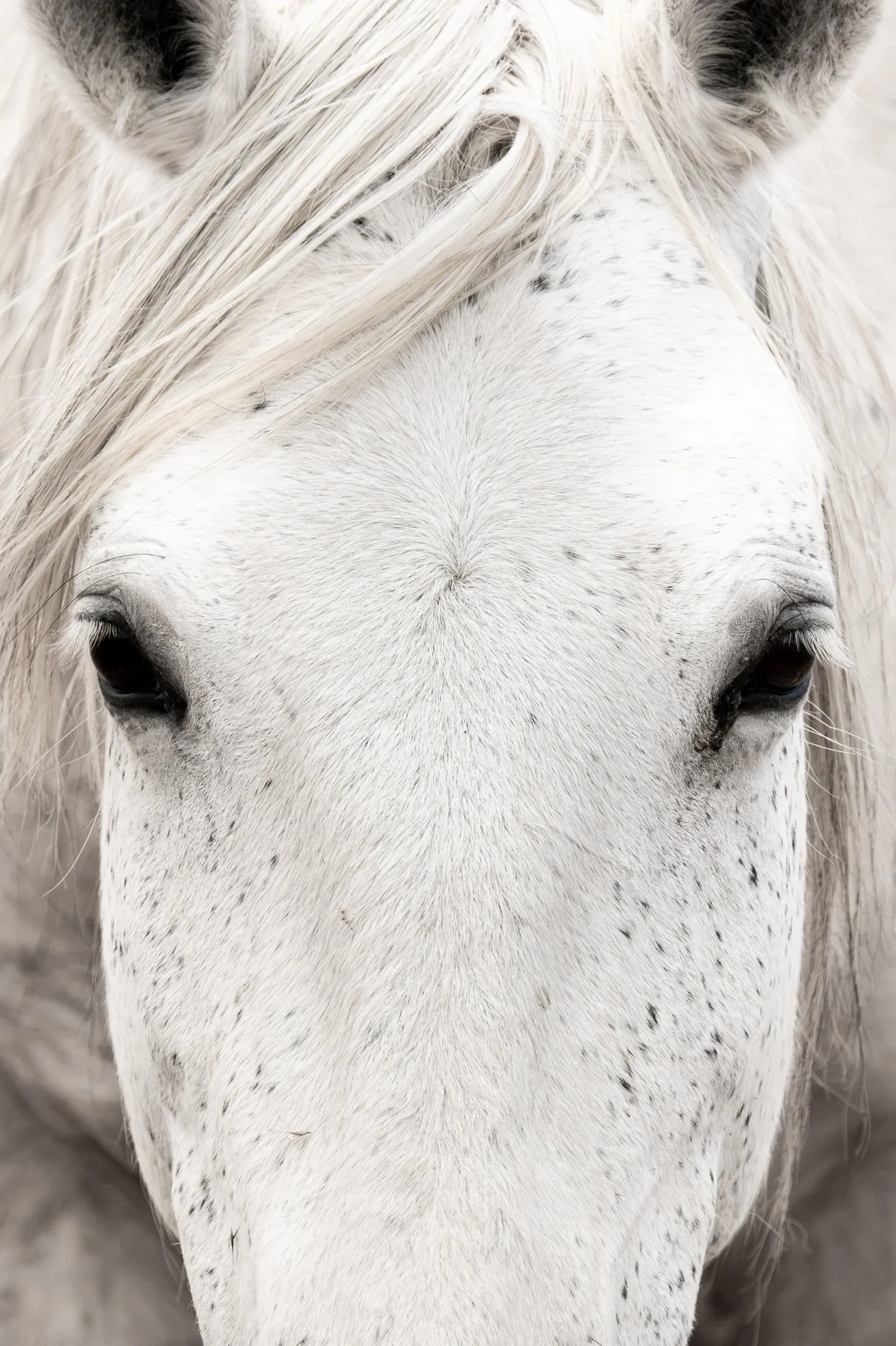 Onaqui _Into The Wild Imagery_Cynthia Ariosta-12.jpg