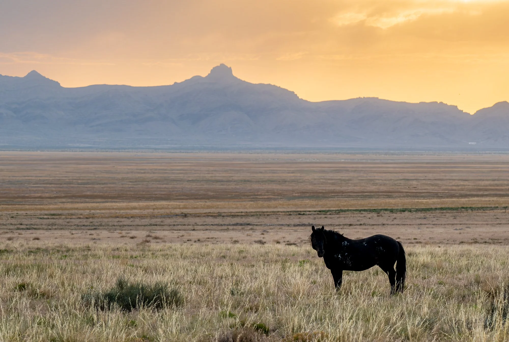 Onaqui_Into The Wild Imagery_Cynthia Ariosta-14.jpg