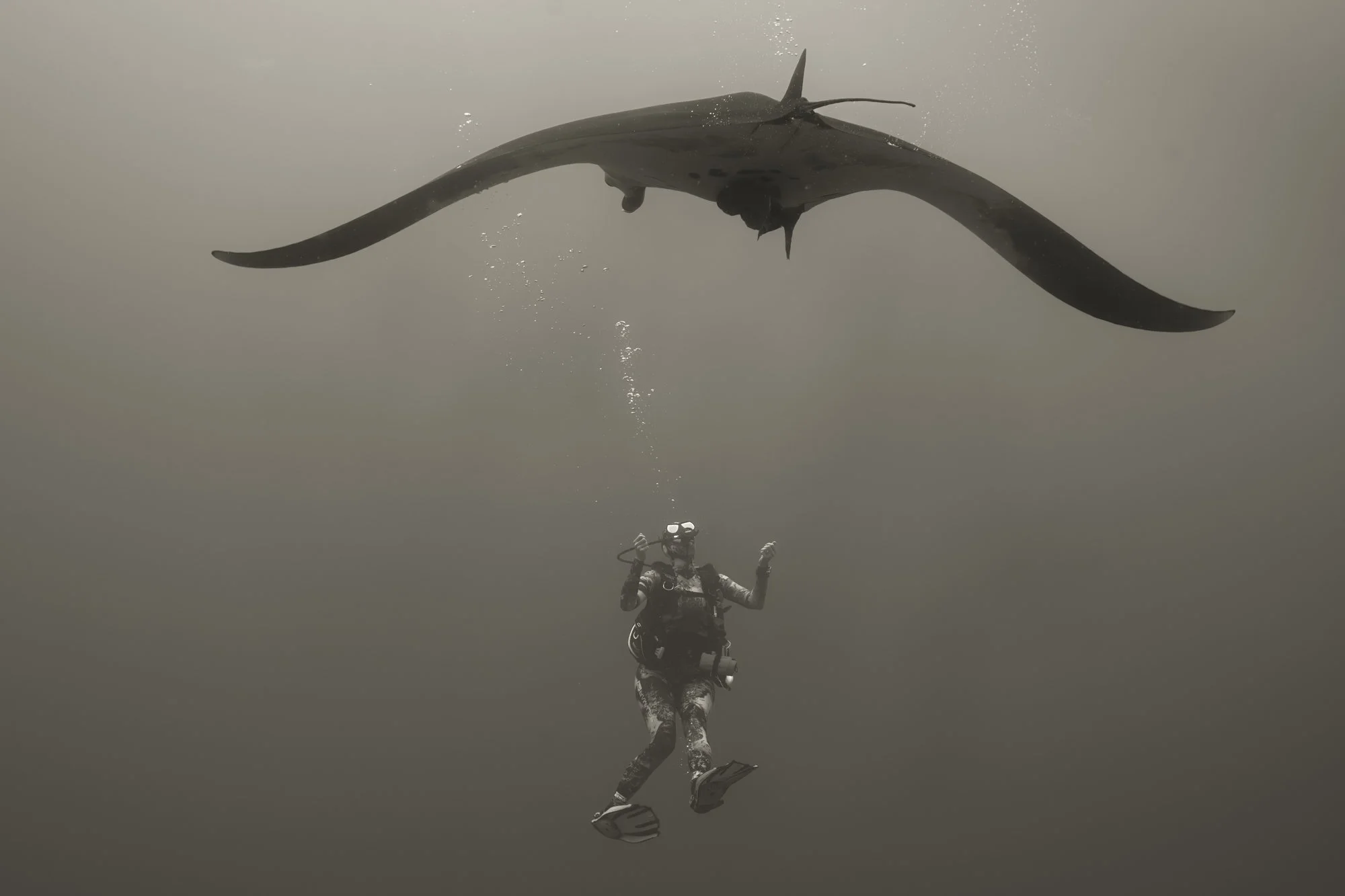 Cynthia Ariosta's award-winning photograph "The Guardian" capturing a giant manta soaring over a scuba diver in the Revillagigedo Islands.  Honorable Mention, Exposure One Awards, People in Nature.