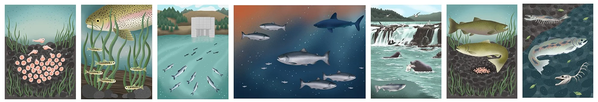 salmon survival graphics.jpg