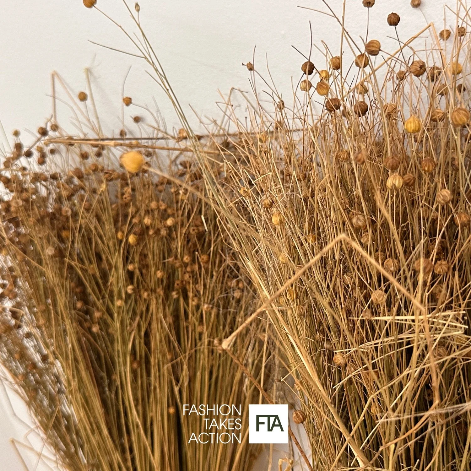 The Return of Flax: What Linen Can Teach Us About Rebuilding Canada’s Textile System