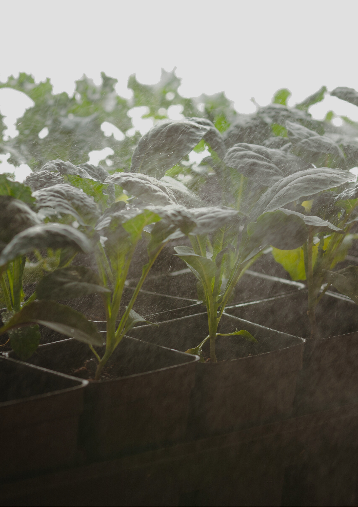 Image of kale being watered in a greenhouse