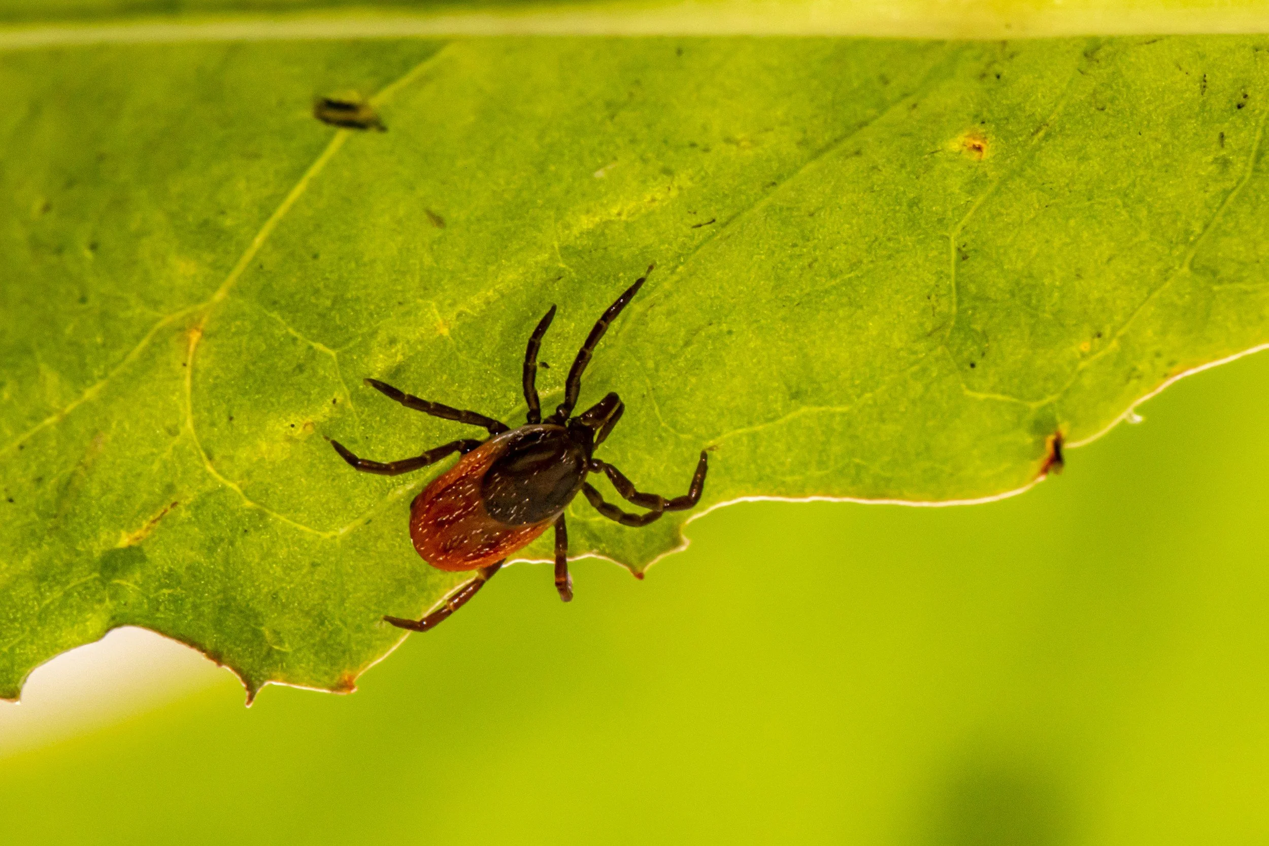 Green Junction - The Fragile Balance of Nature: Climate Change and Biodiversity