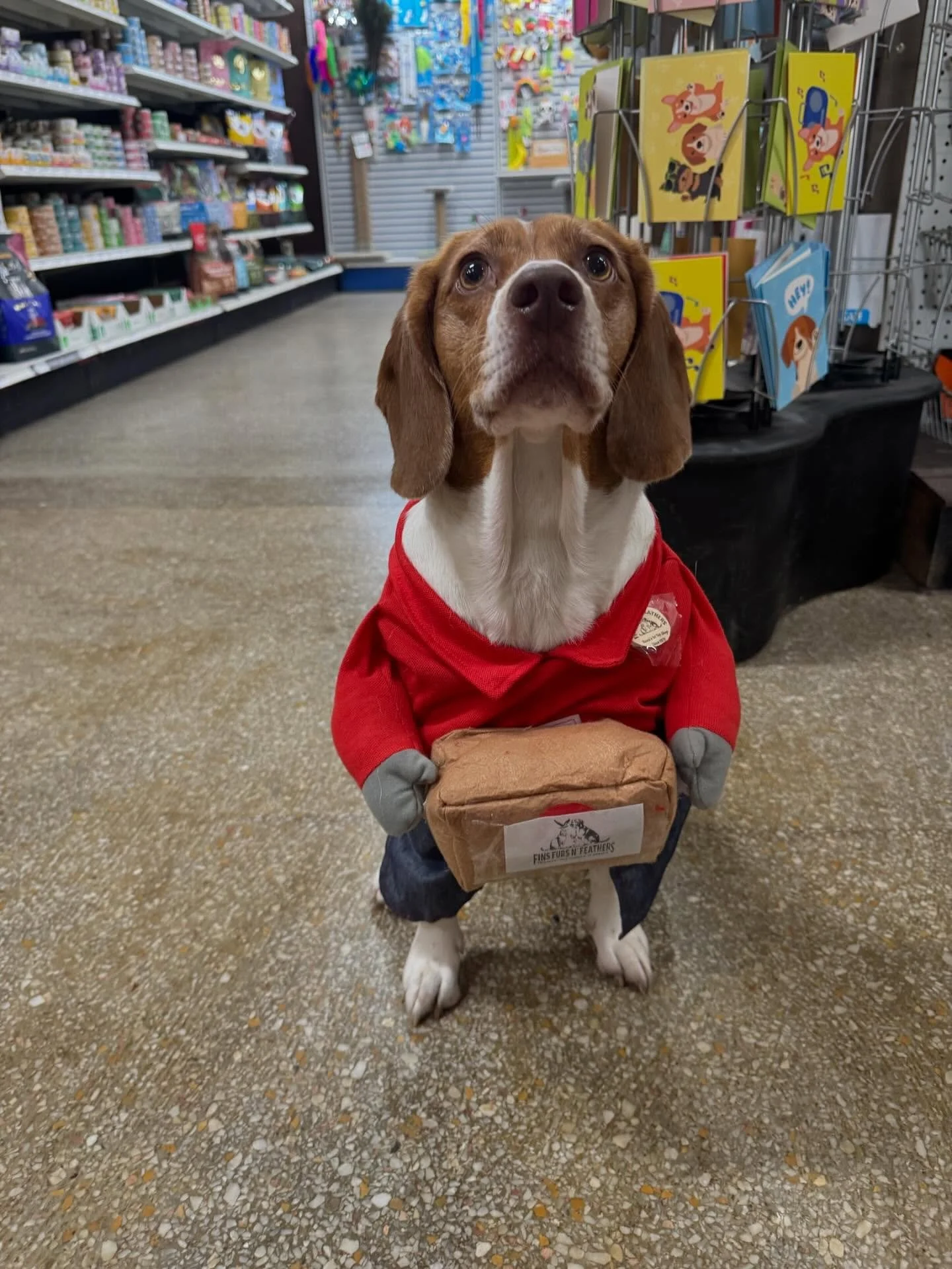 Gigi&rsquo;s on duty and ready to help. No tricks, just treats 🐾🎃

Don't miss out on our spooky savings! 🎃 Dress up your pet and enjoy 10% off supplies on Halloween, October 31st! 🐾