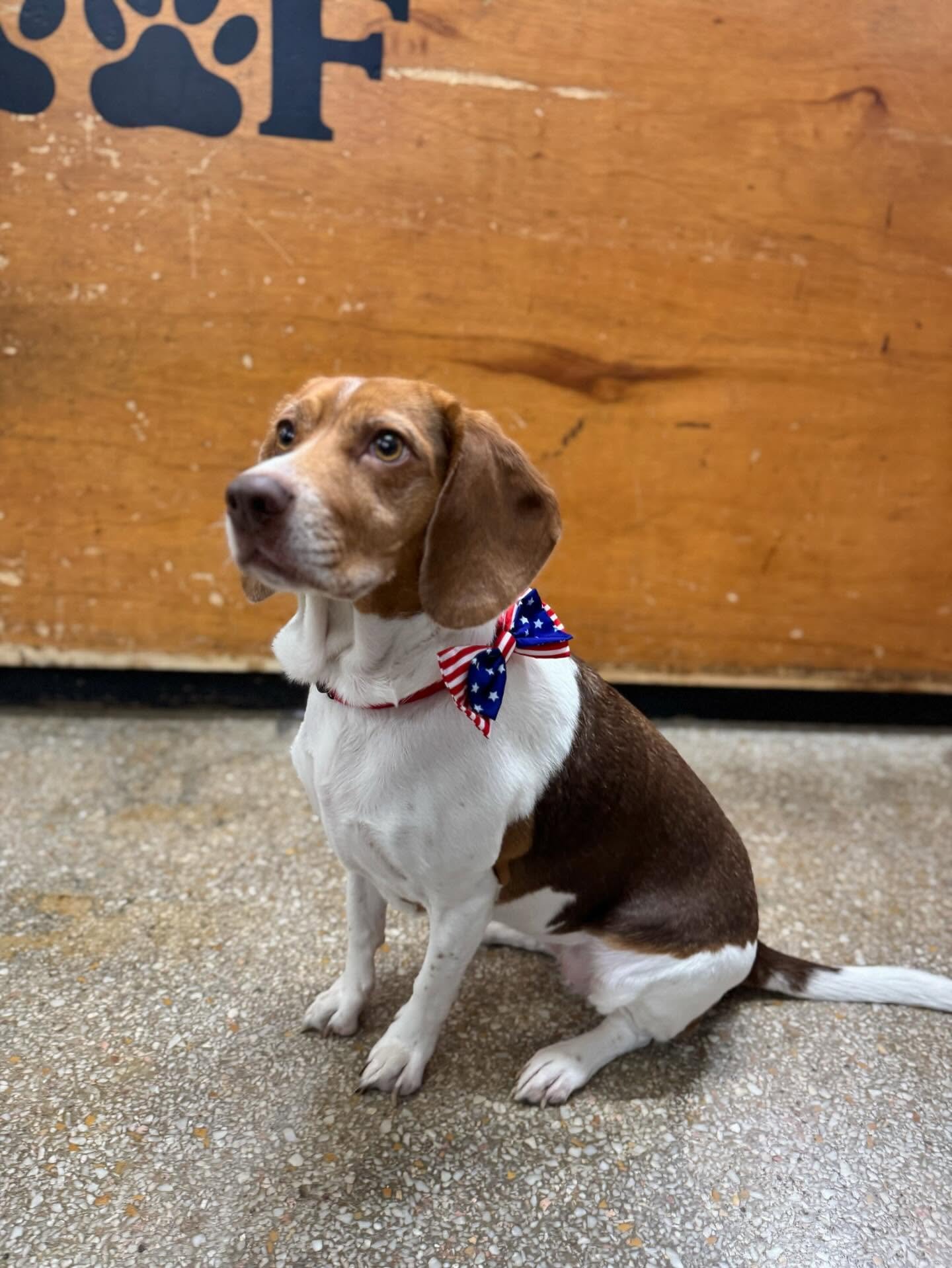 Our girl Gigi is wearing her stars and stripes today to honor all who&rsquo;ve served. 🇺🇸🐶
We&rsquo;re so grateful for our veterans. Thank you for your courage and sacrifice! ❤️ #petstore #bocaraton