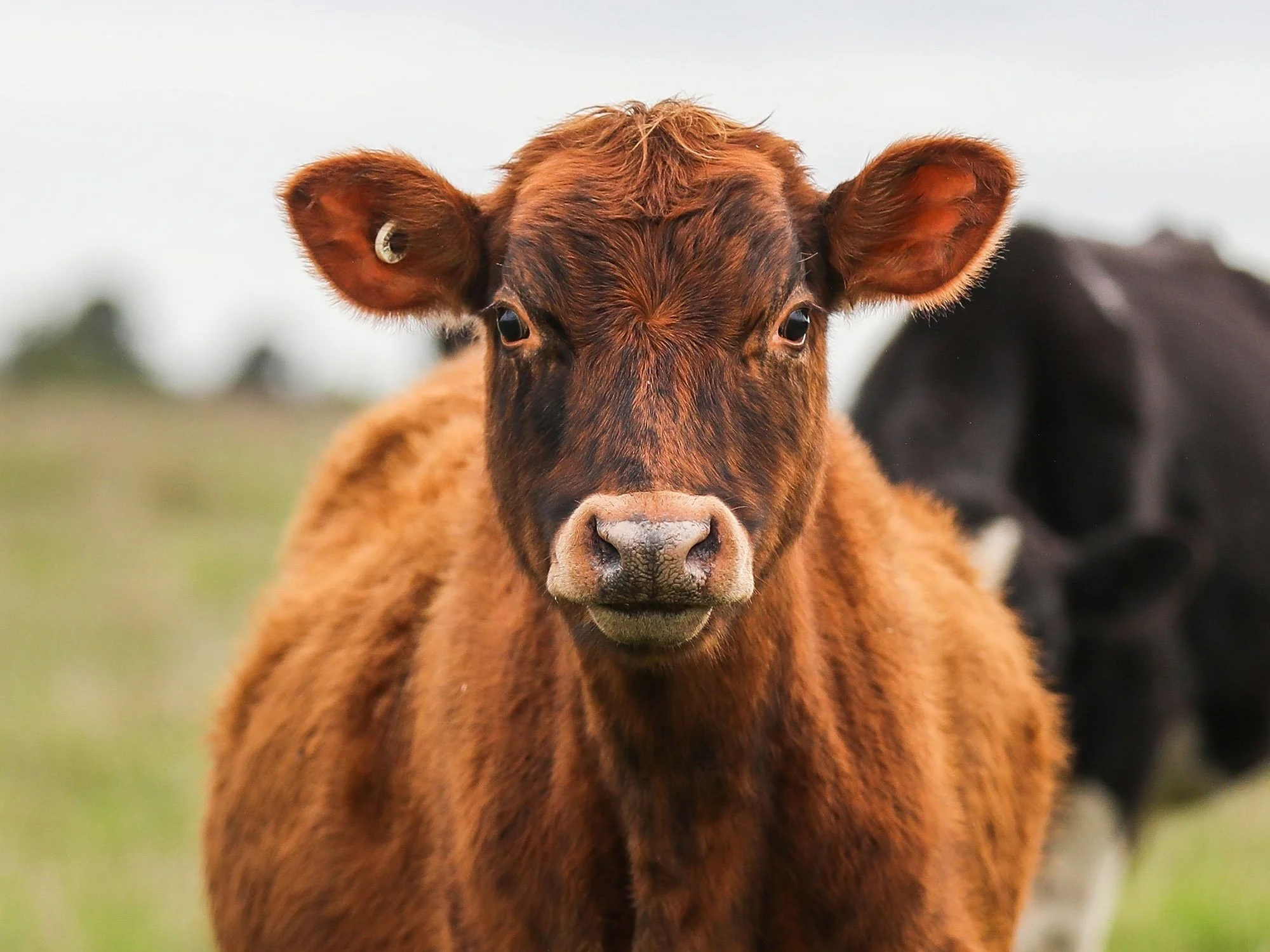 A close-up of a brown calf with large eyes and ears, standing outdoors with a blurred black calf in the background.