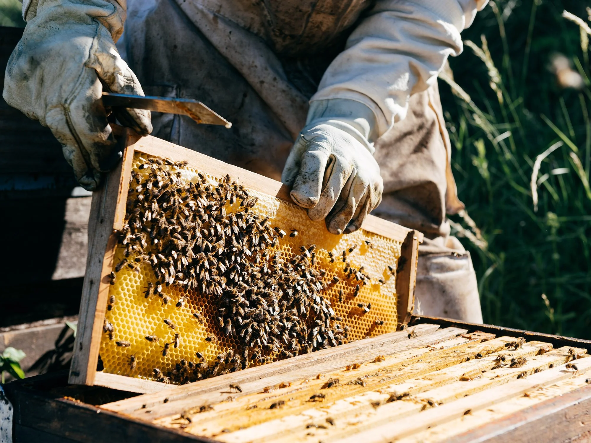 A beekeeper inspecting a honeycomb frame filled with bees in an apiary, surrounded by green plants.