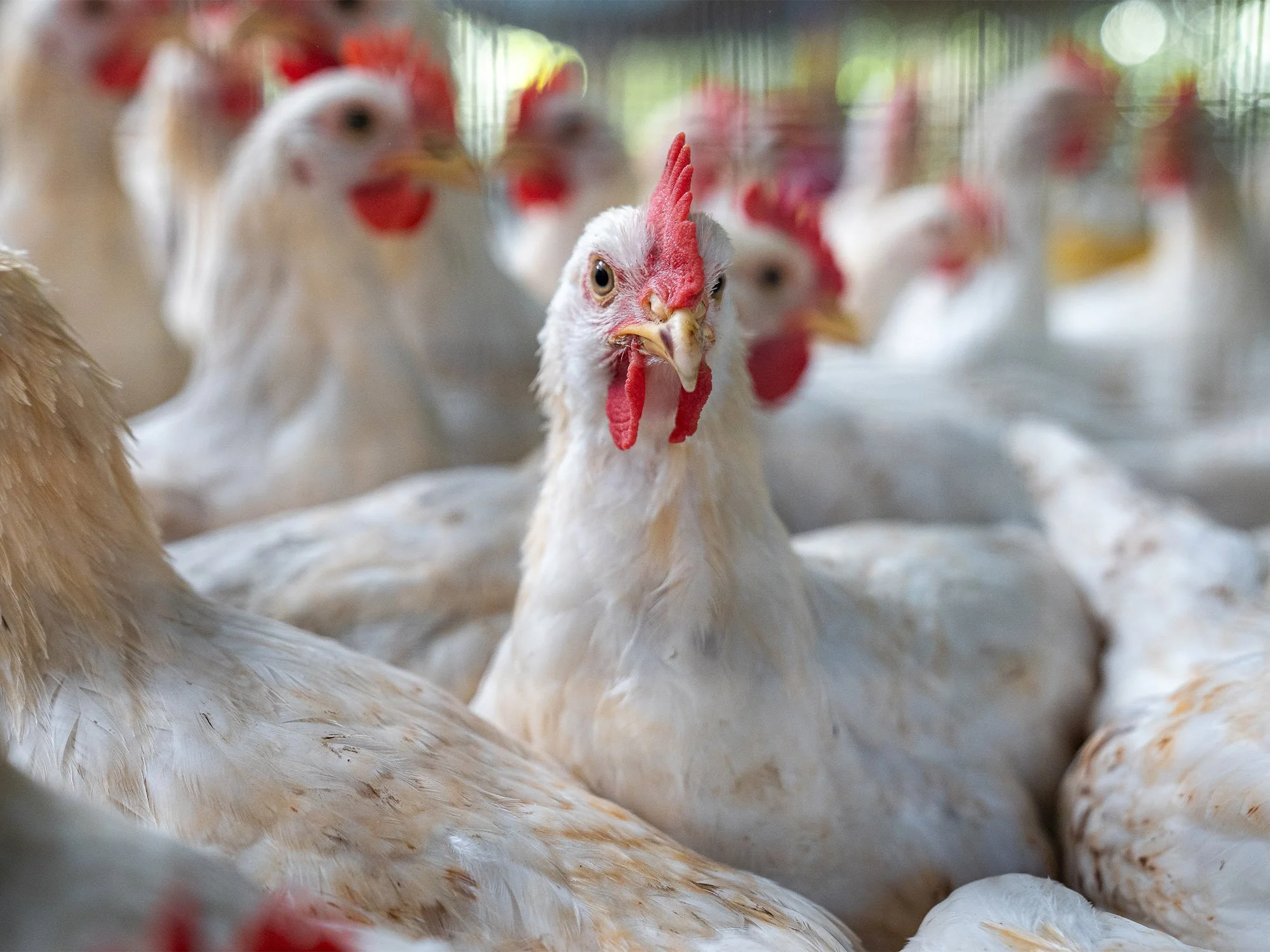 A group of white chickens with red combs, with one chicken in the center looking directly at the camera, in a chicken coop or farm setting.
