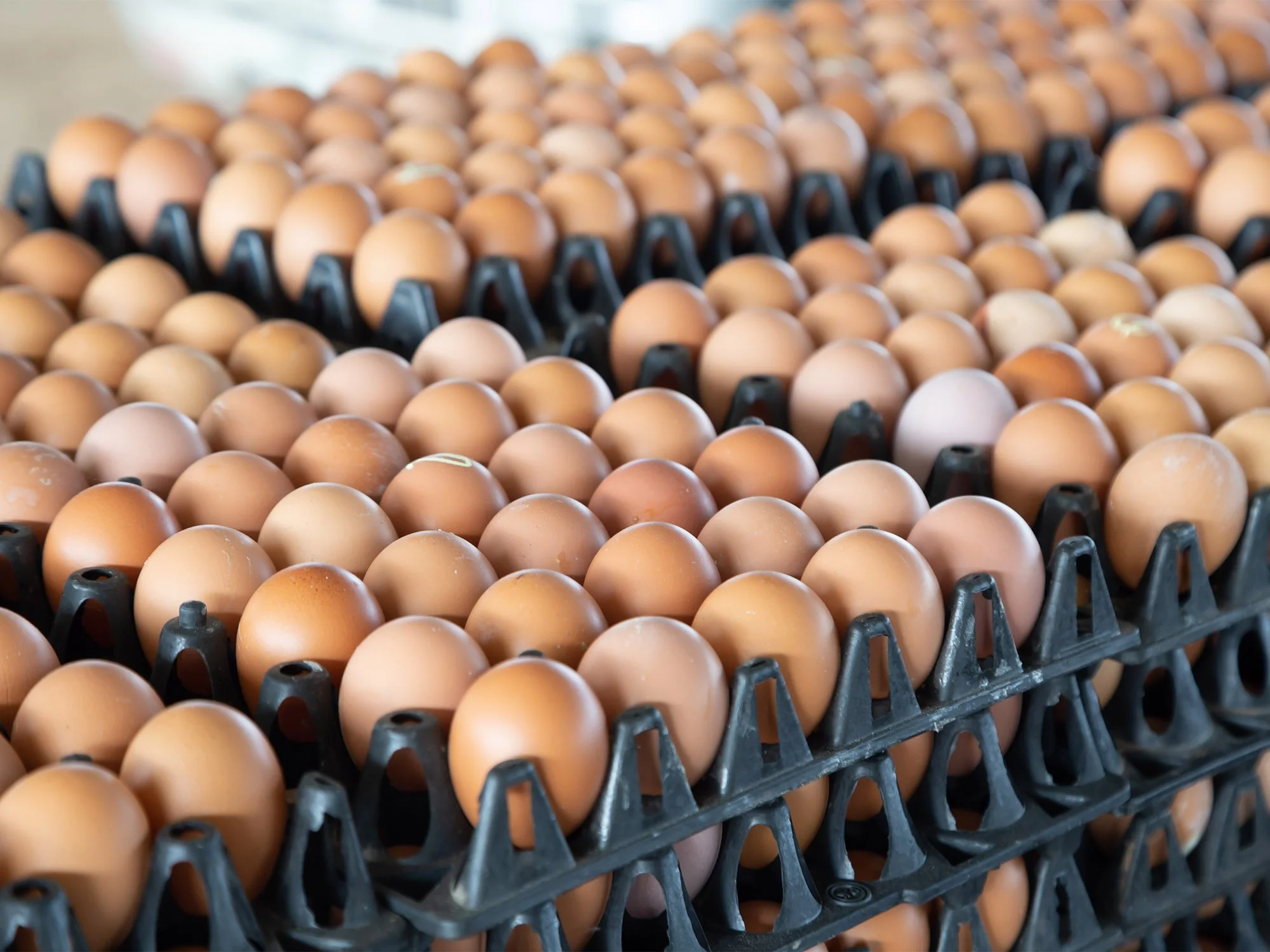 Multiple cartons of brown and white eggs stacked on black trays.