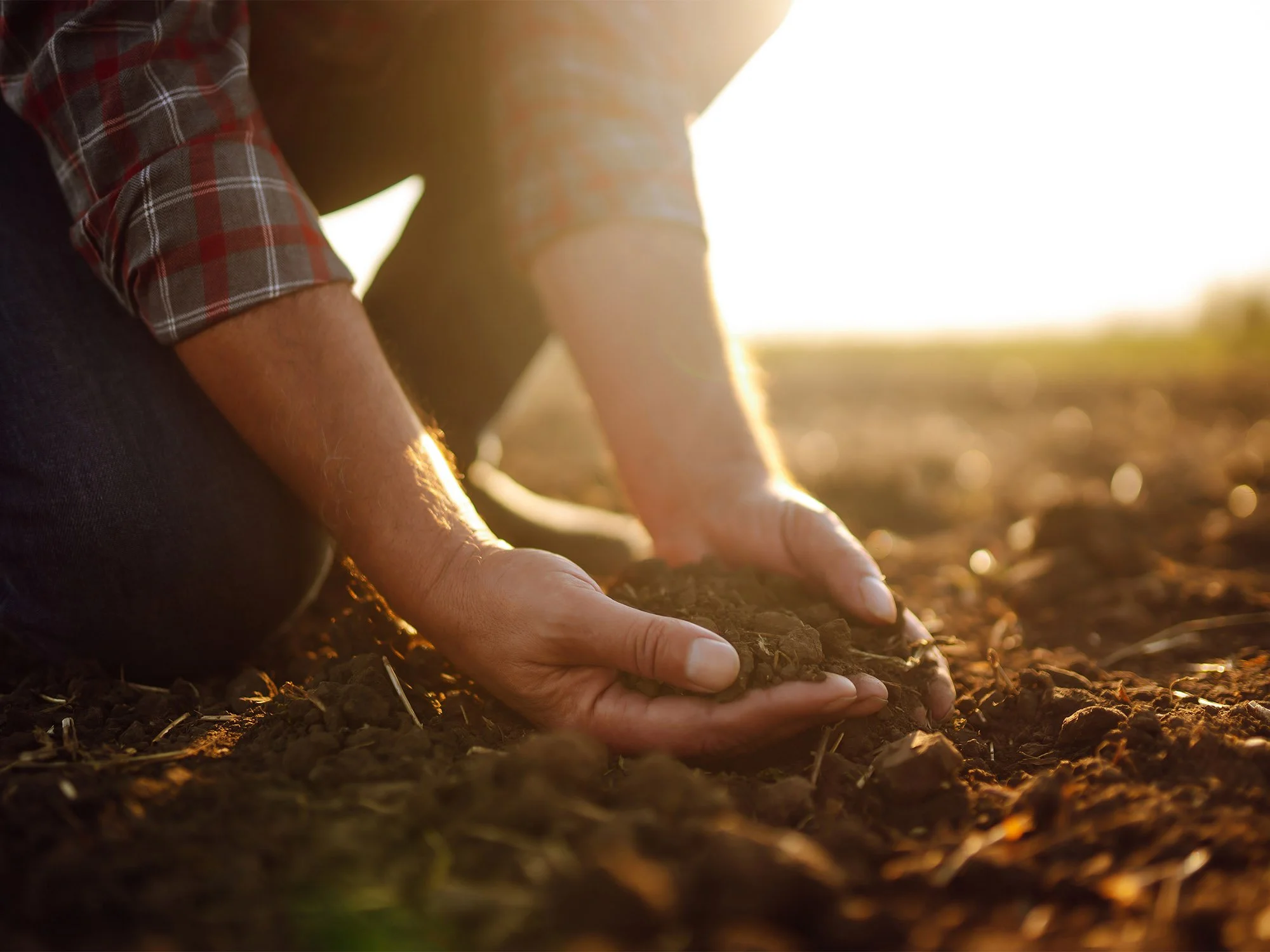 Person planting seeds in soil during sunset