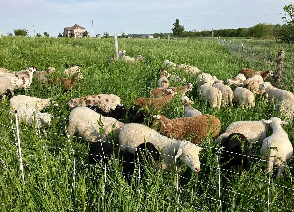 A flock of sheep with various colors grazing in a lush green pasture separated by a white fence, with a house and trees in the background on a sunny day.