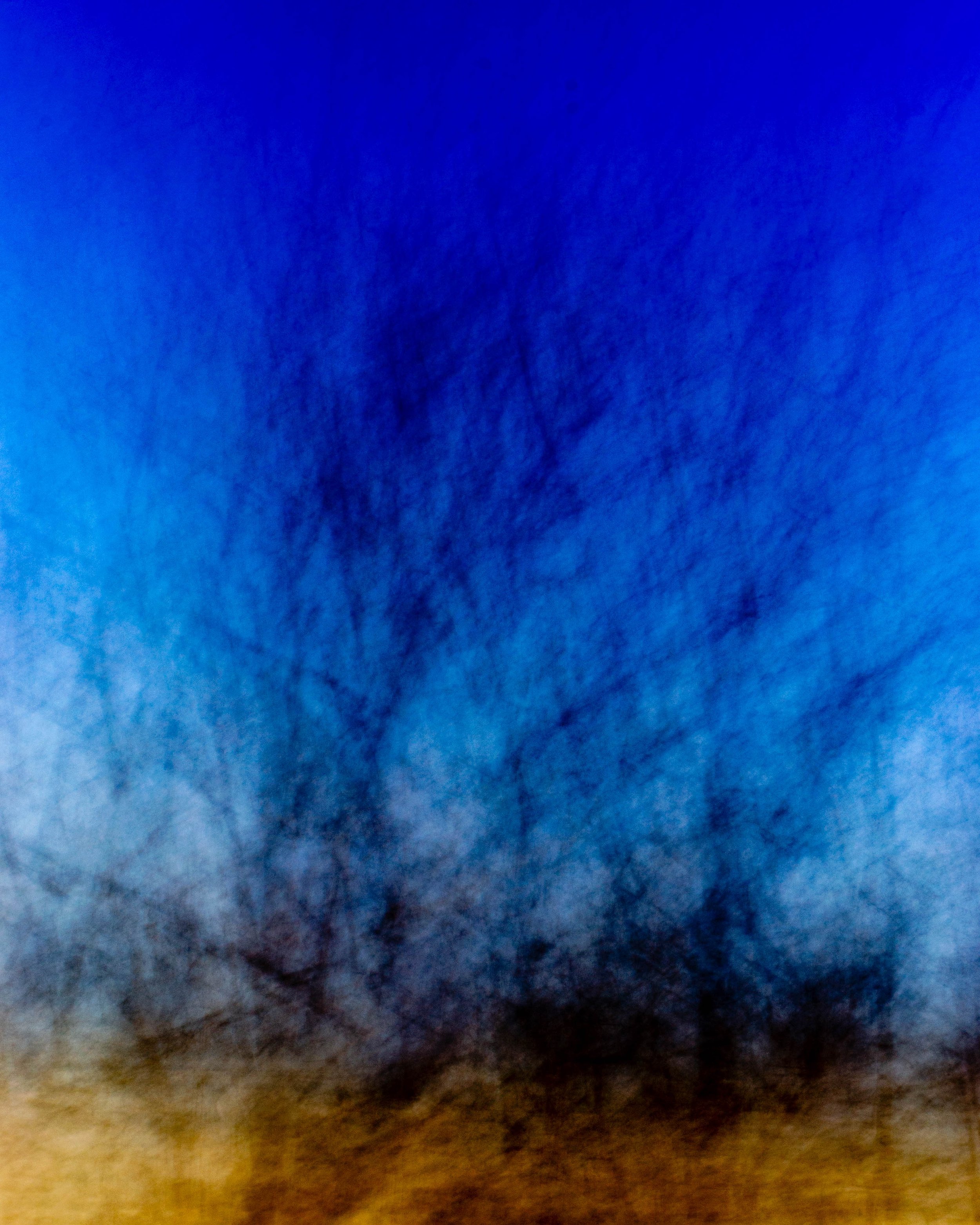 Trees, field 16