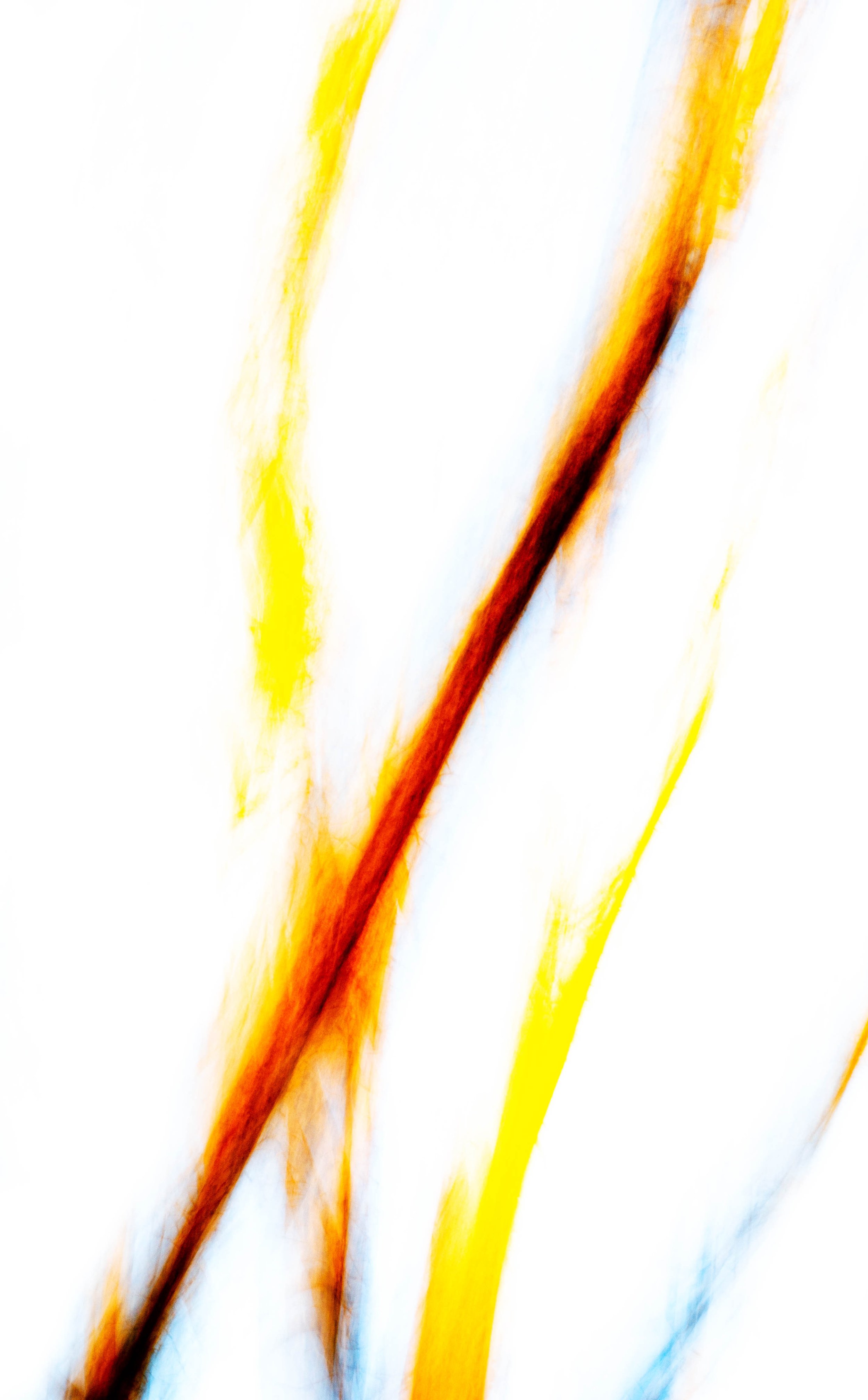 Trees 7