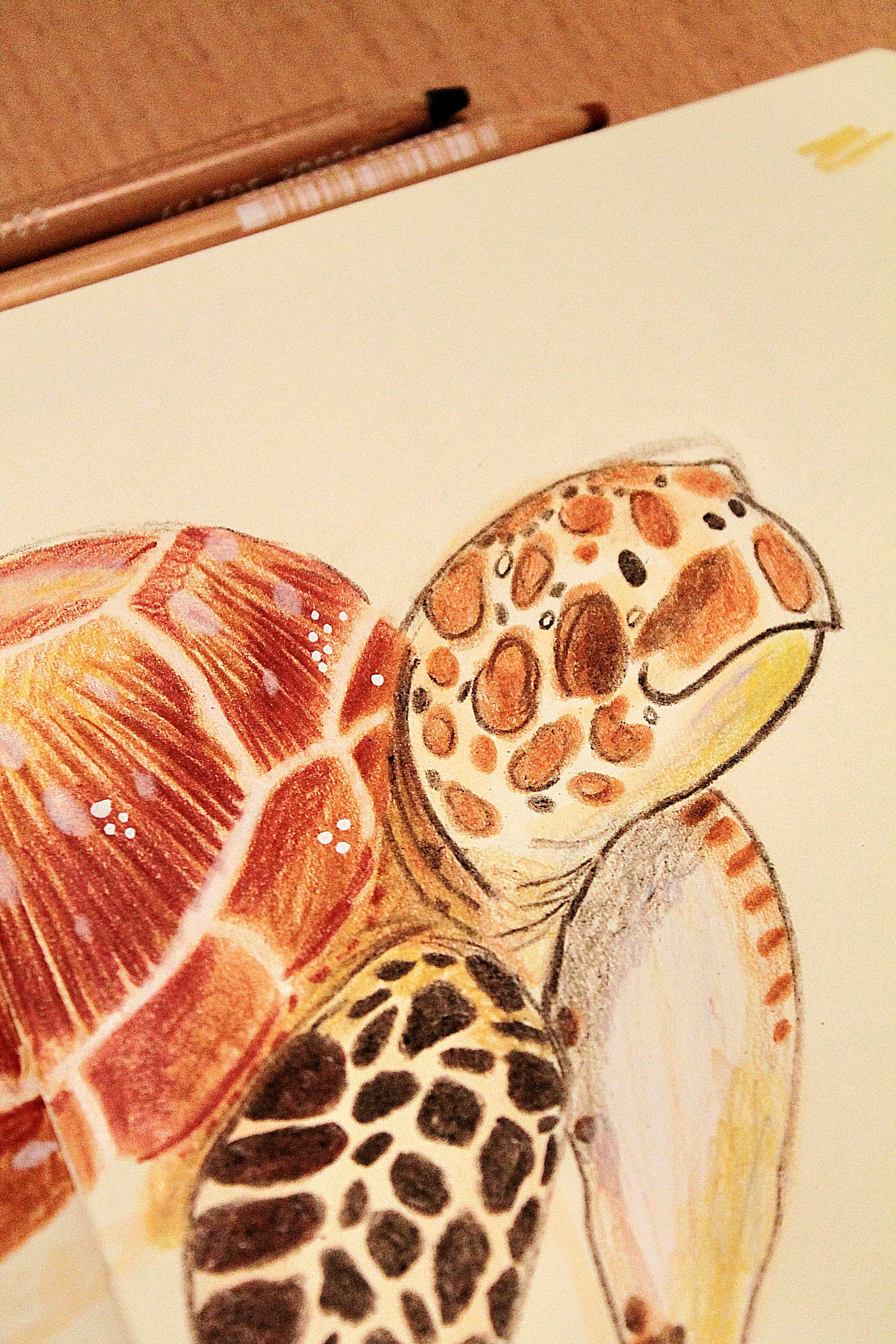 Close-up of a colorful illustration of a sea turtle, showing detailed patterns and textures in orange, brown, black, and white.