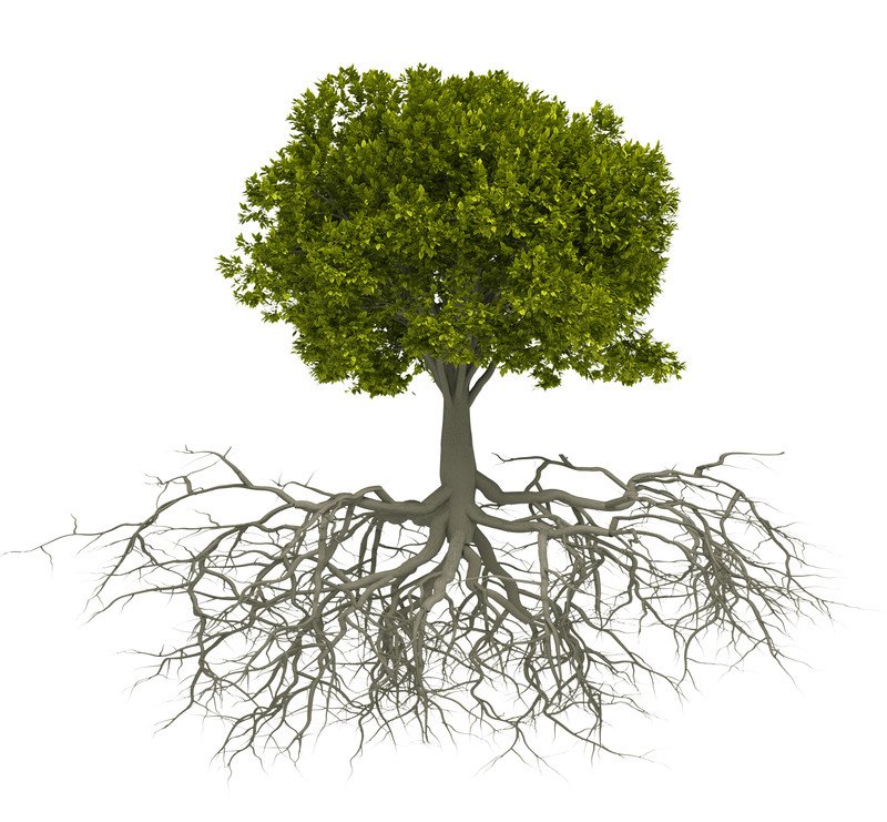 Tree-Roots.jpg