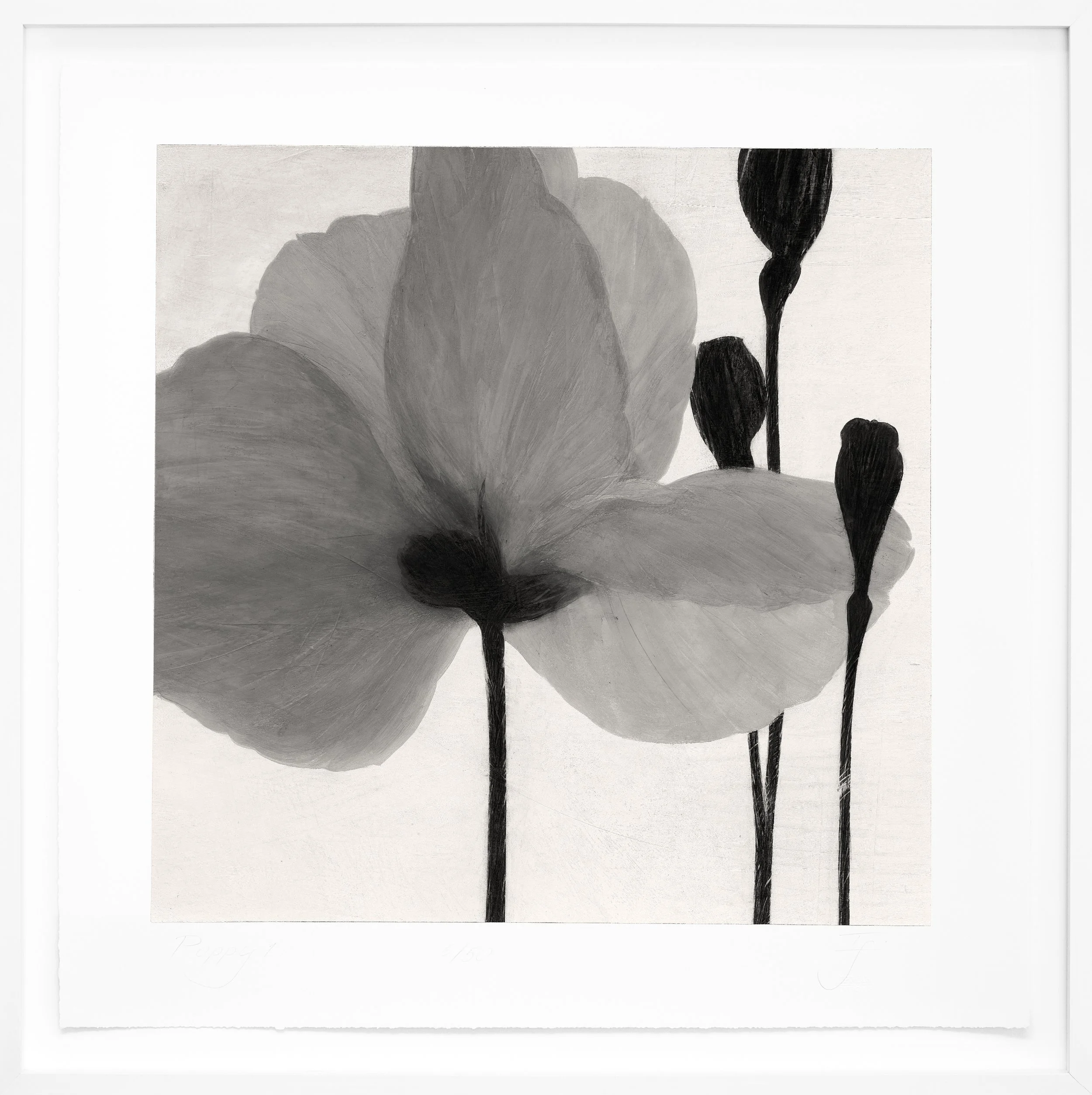 Poppy 1