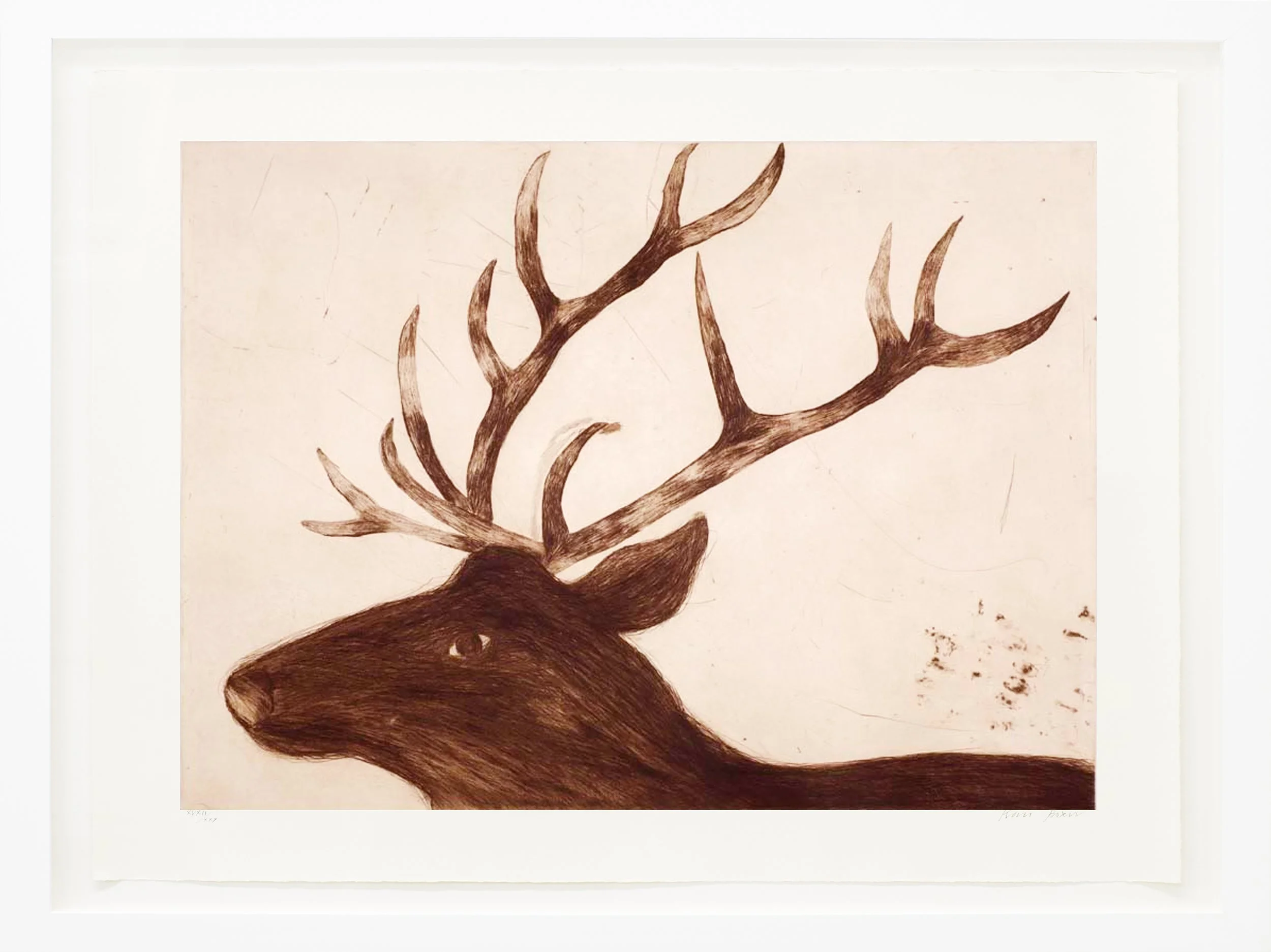 Stag