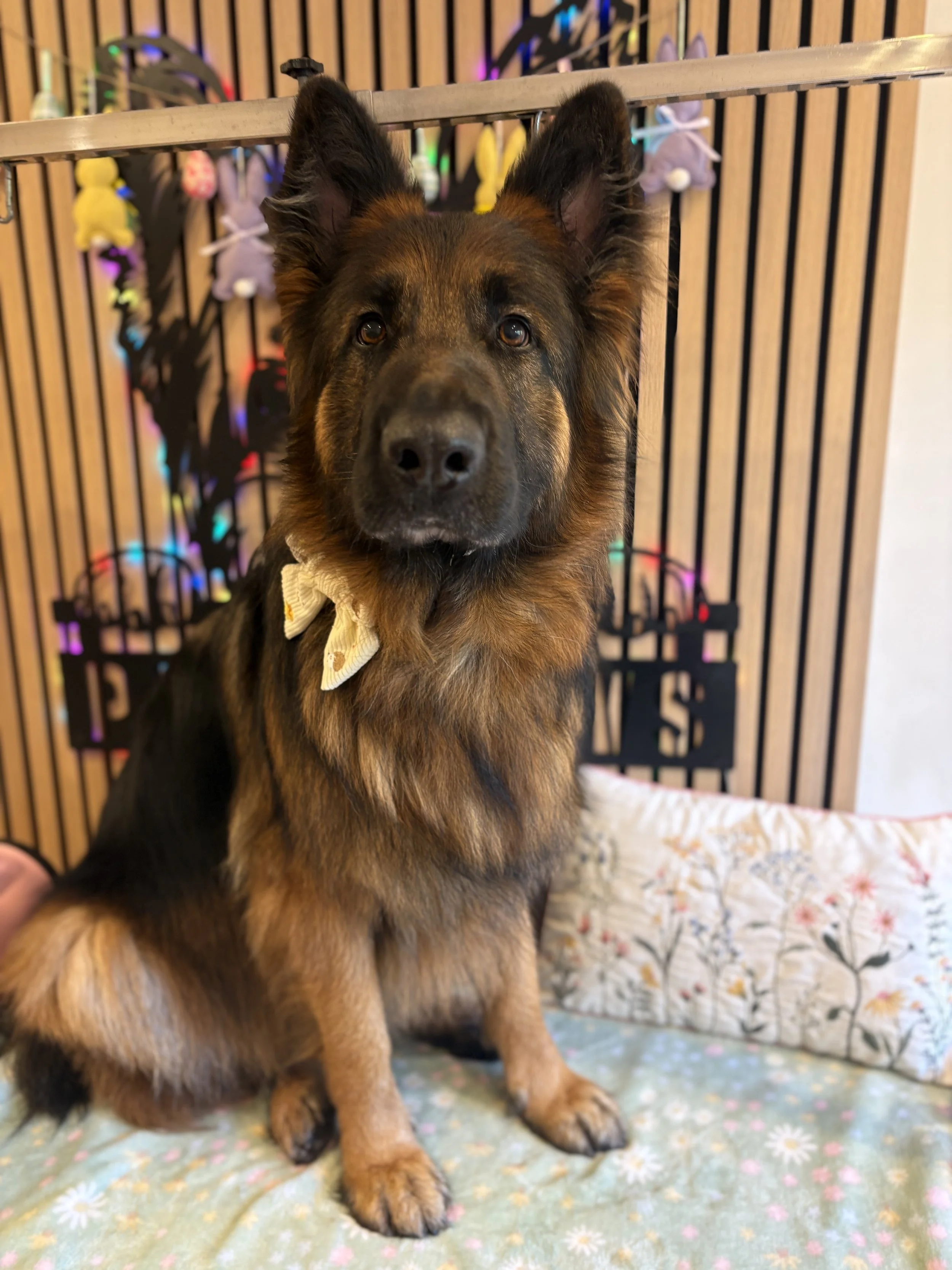 Finn - Bath & Blowdry