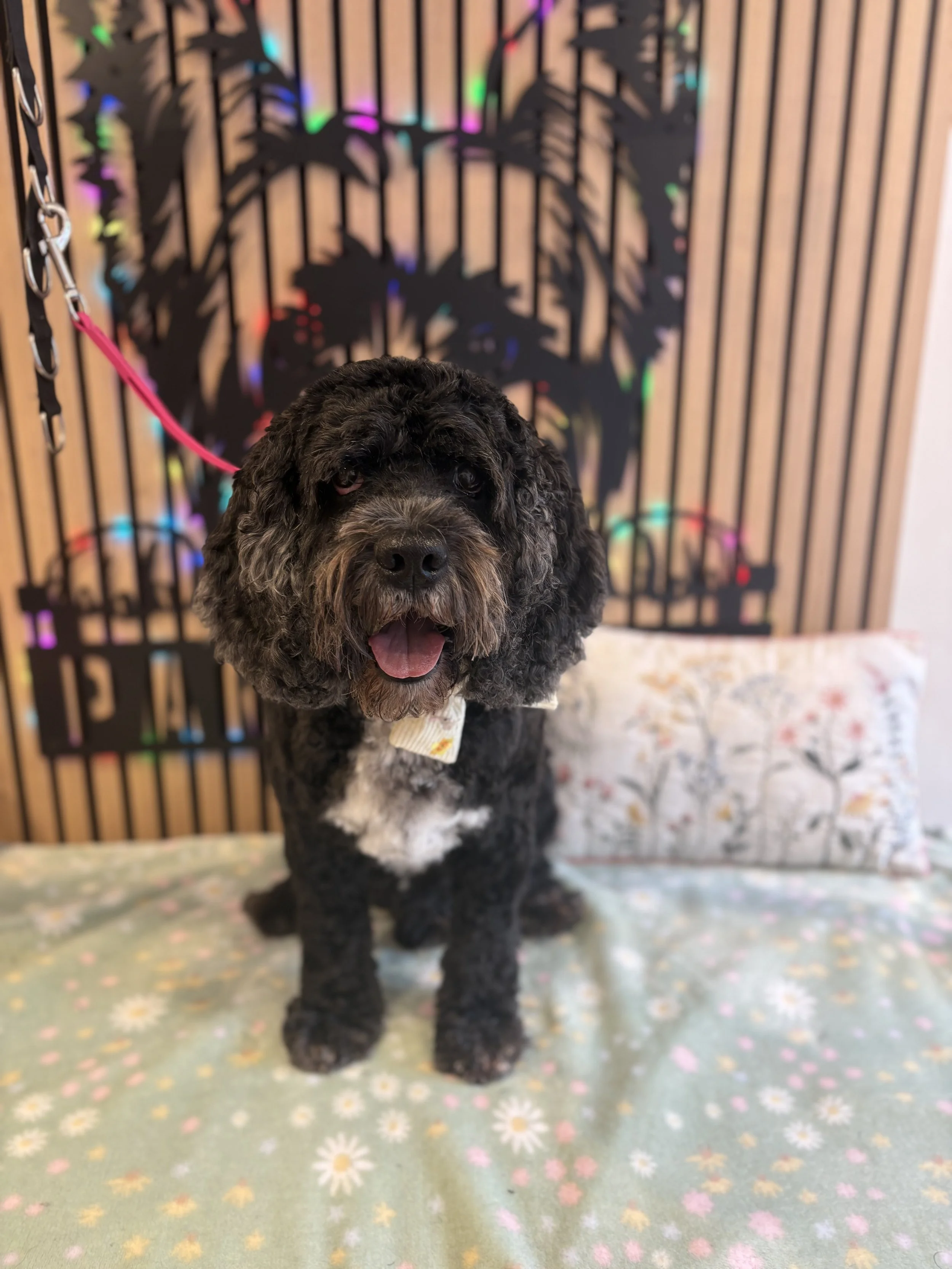 Buddy - Full Groom