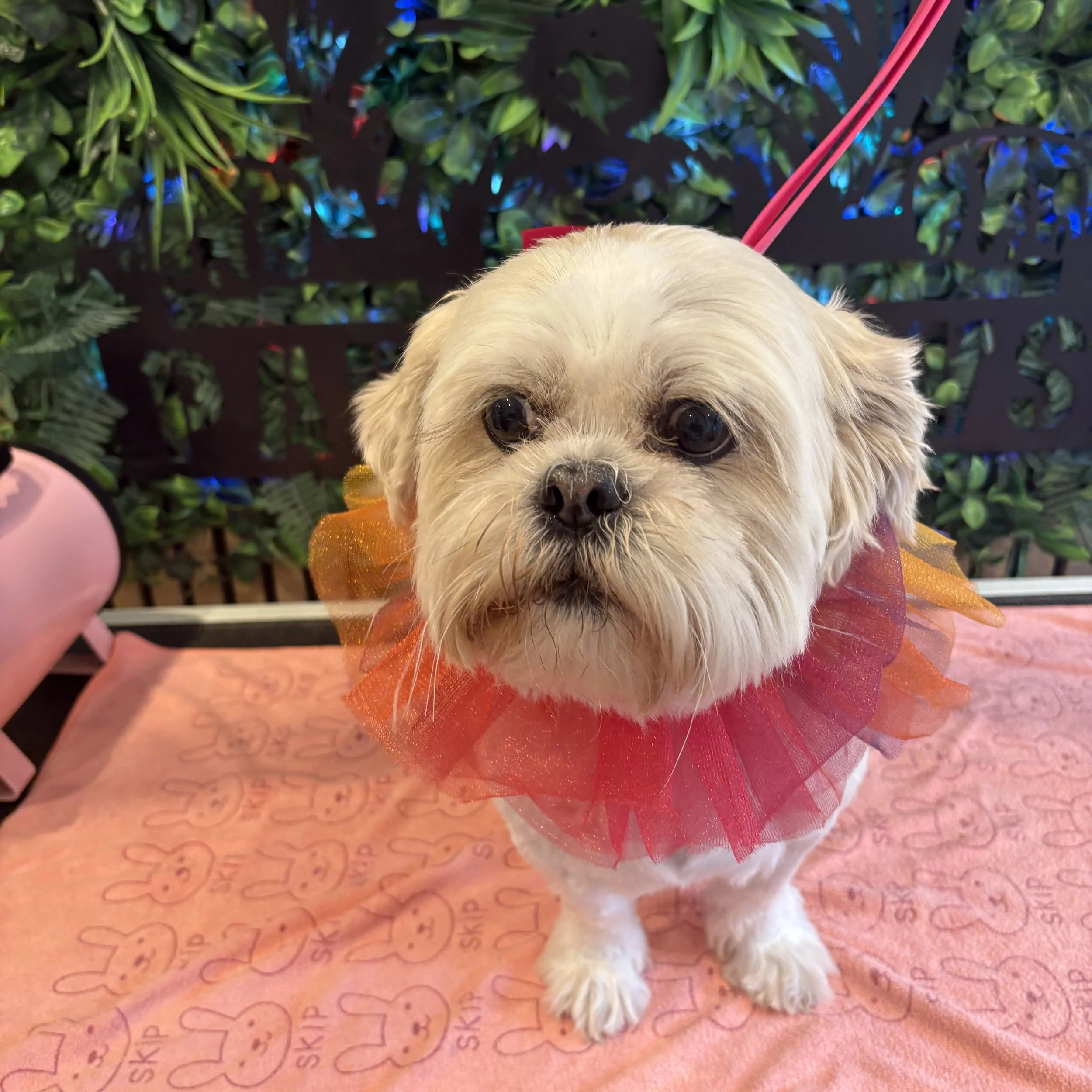 Teddy - Full Groom