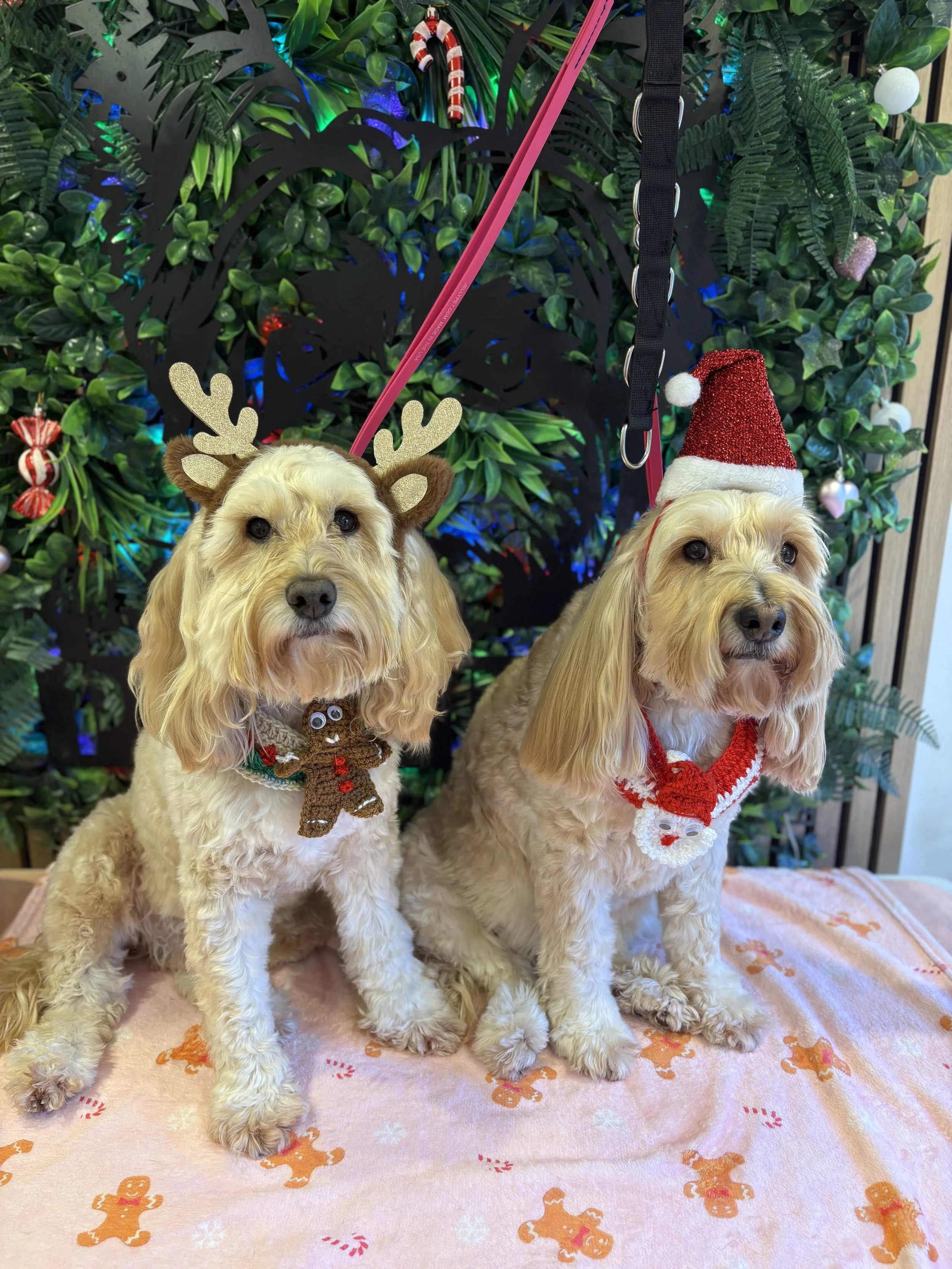 Chas & Harley - Bath & Blowdry