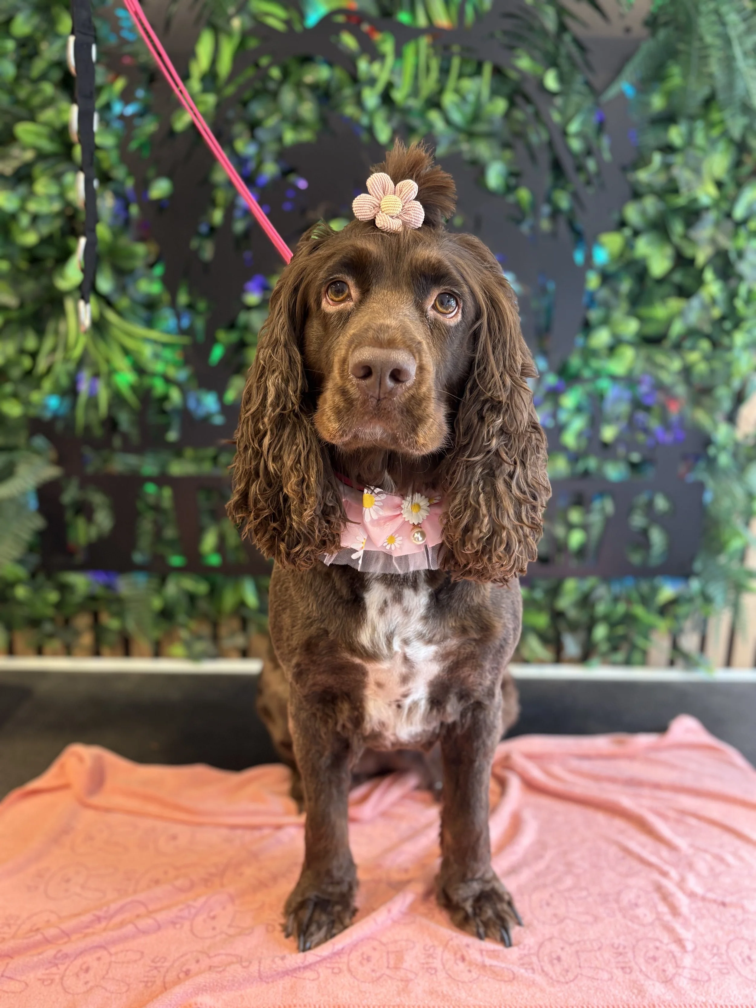 Daisy - Full Groom