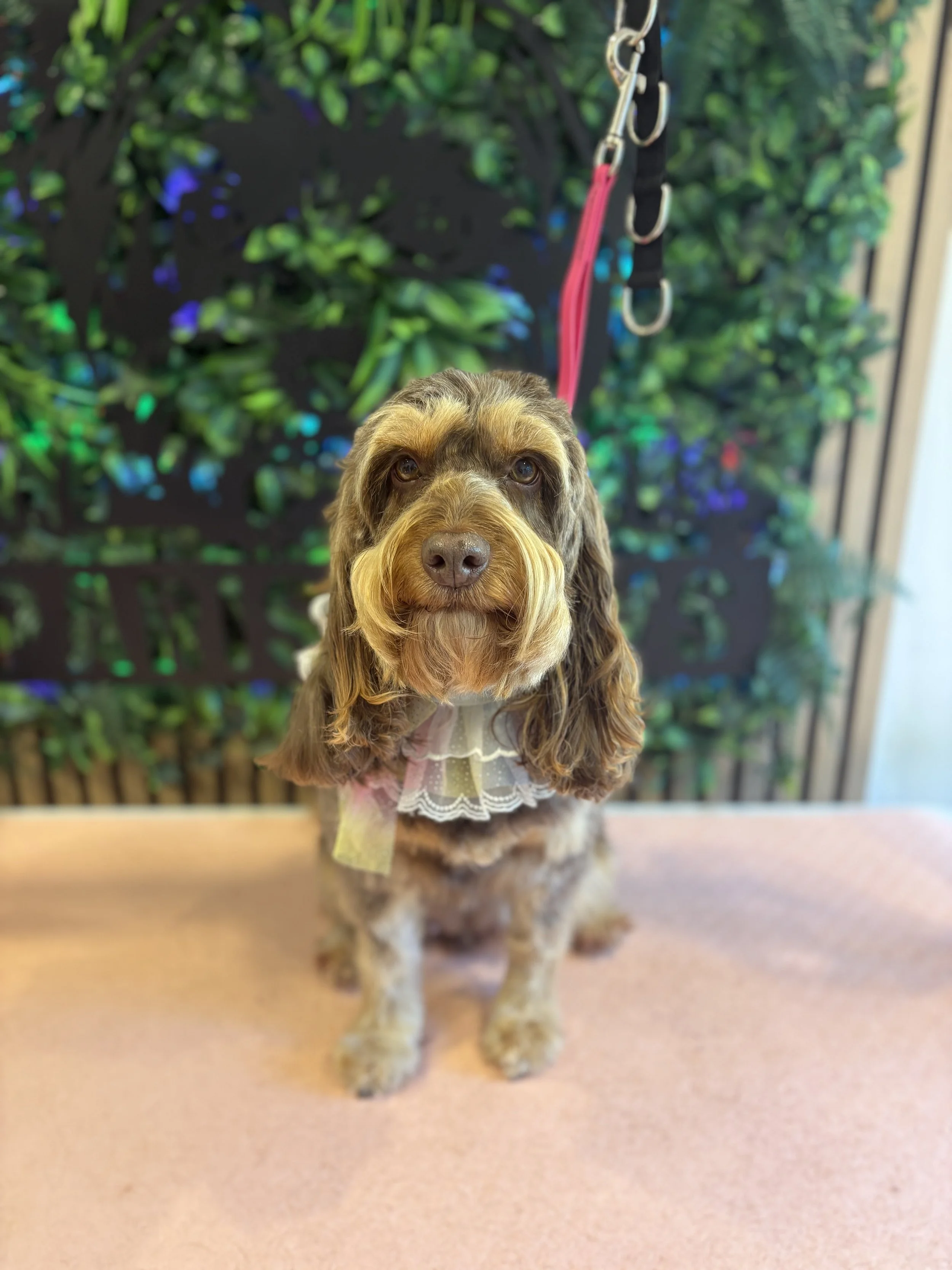 Orla - Full Groom