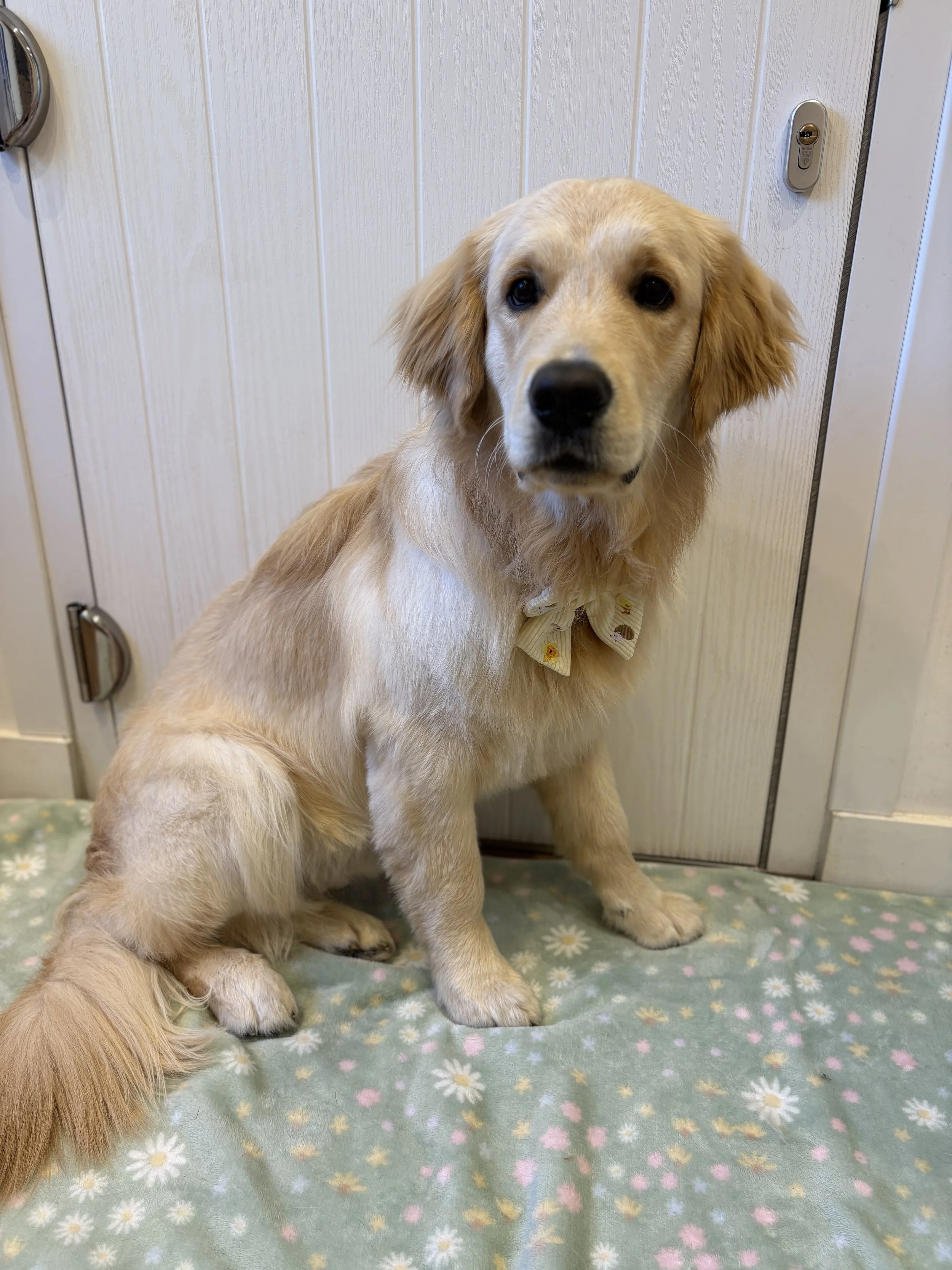 Zuko - Full Groom