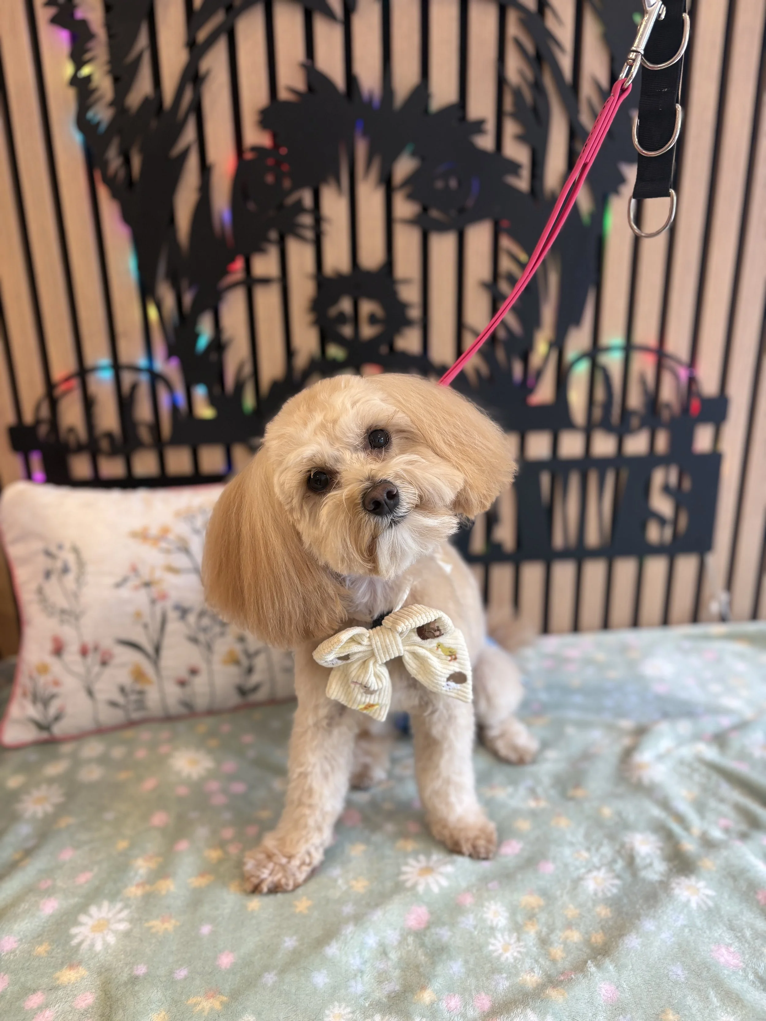 Daisy - Full Groom
