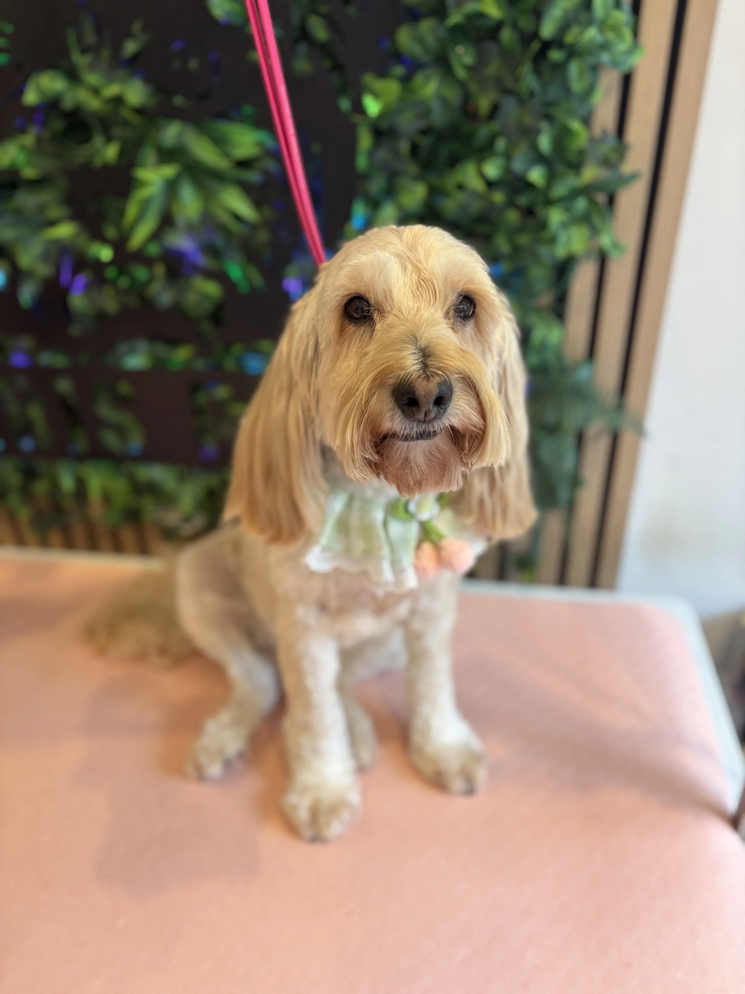 Chas - Full Groom