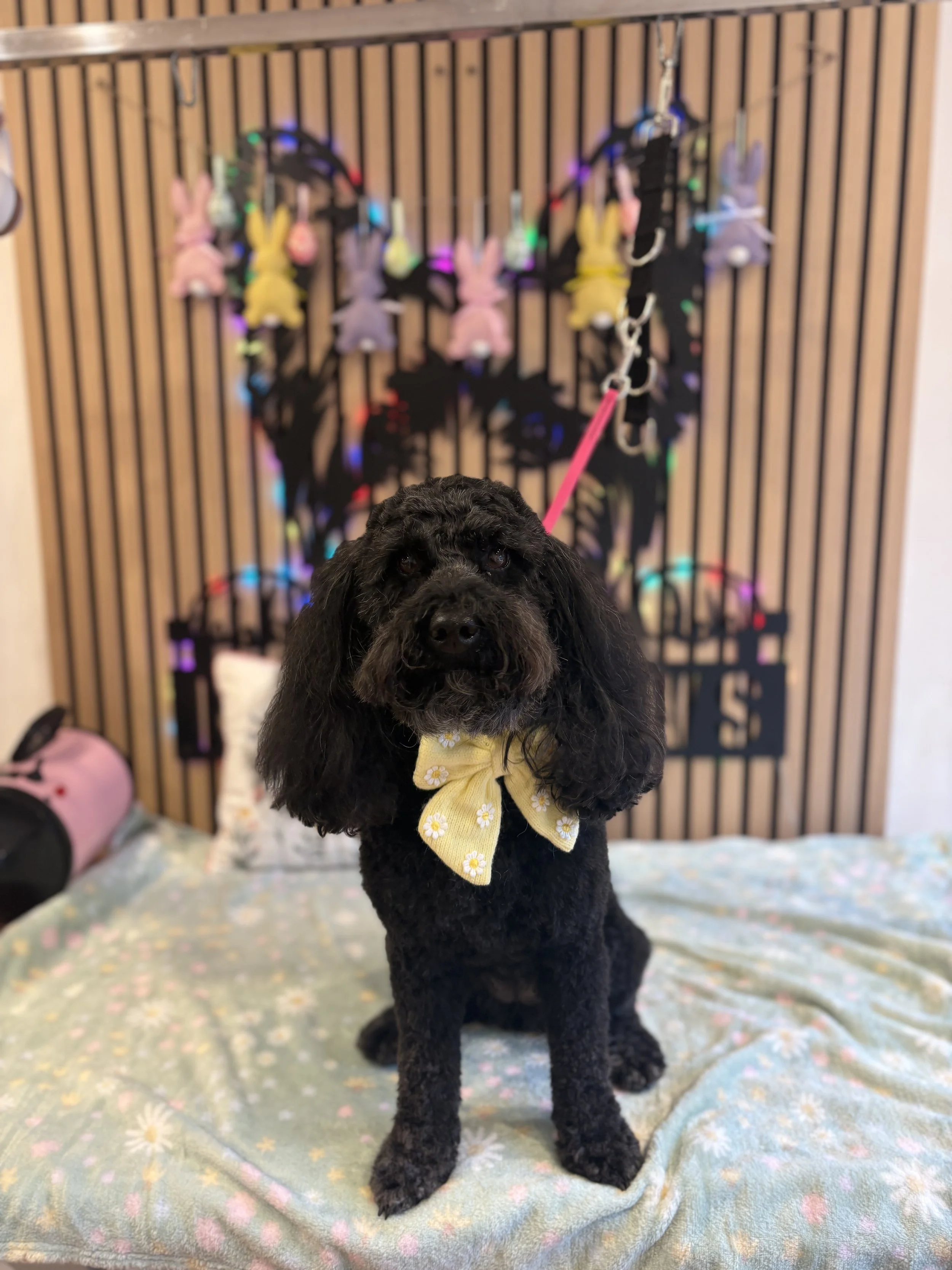 Gertie - Full Groom