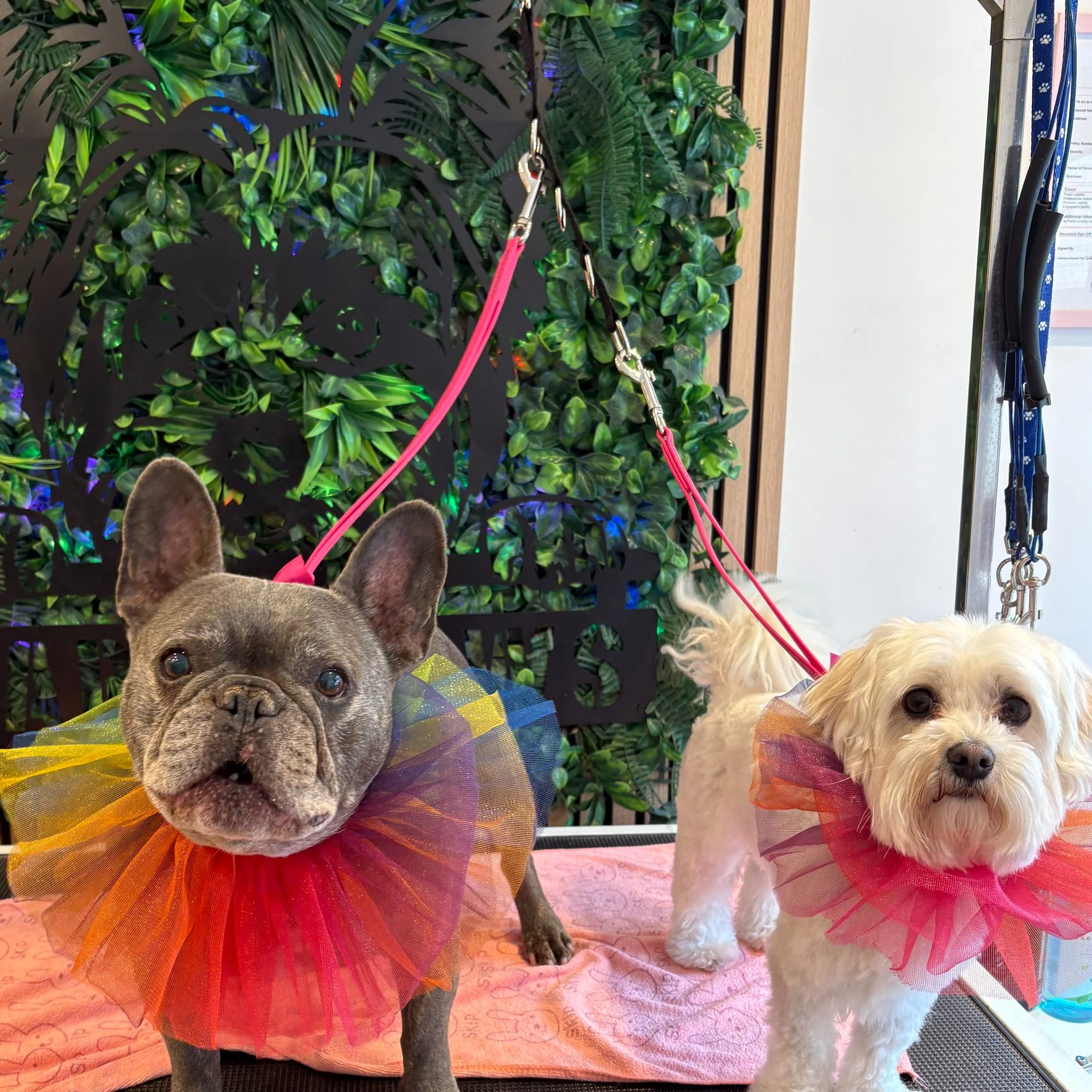 Gizmo & Kurt