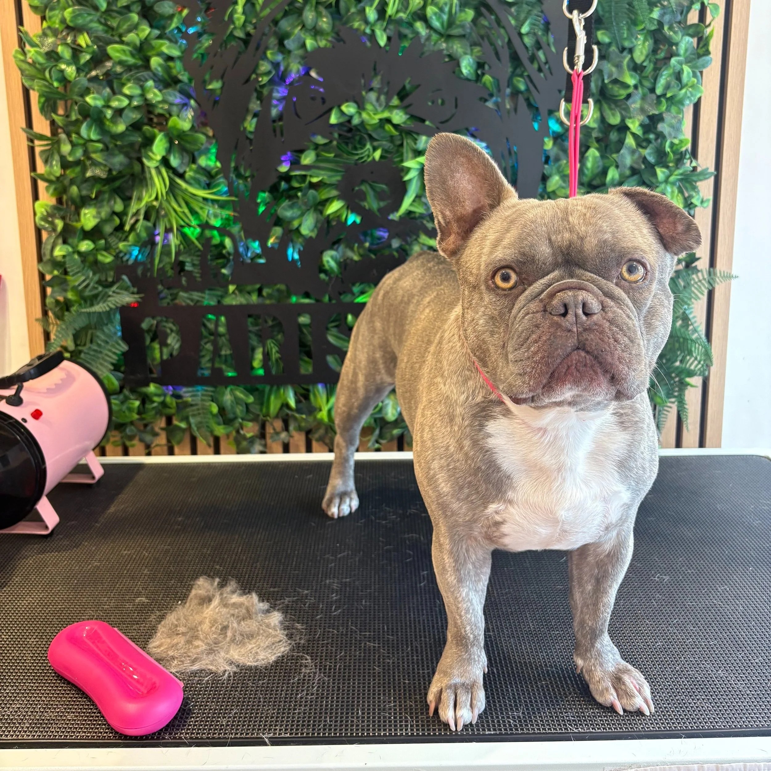 Dottie - Deshed