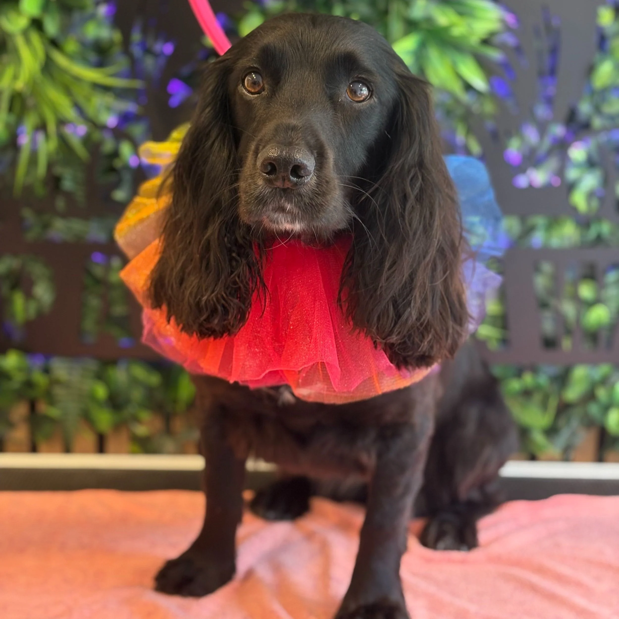 Isla - Full Groom