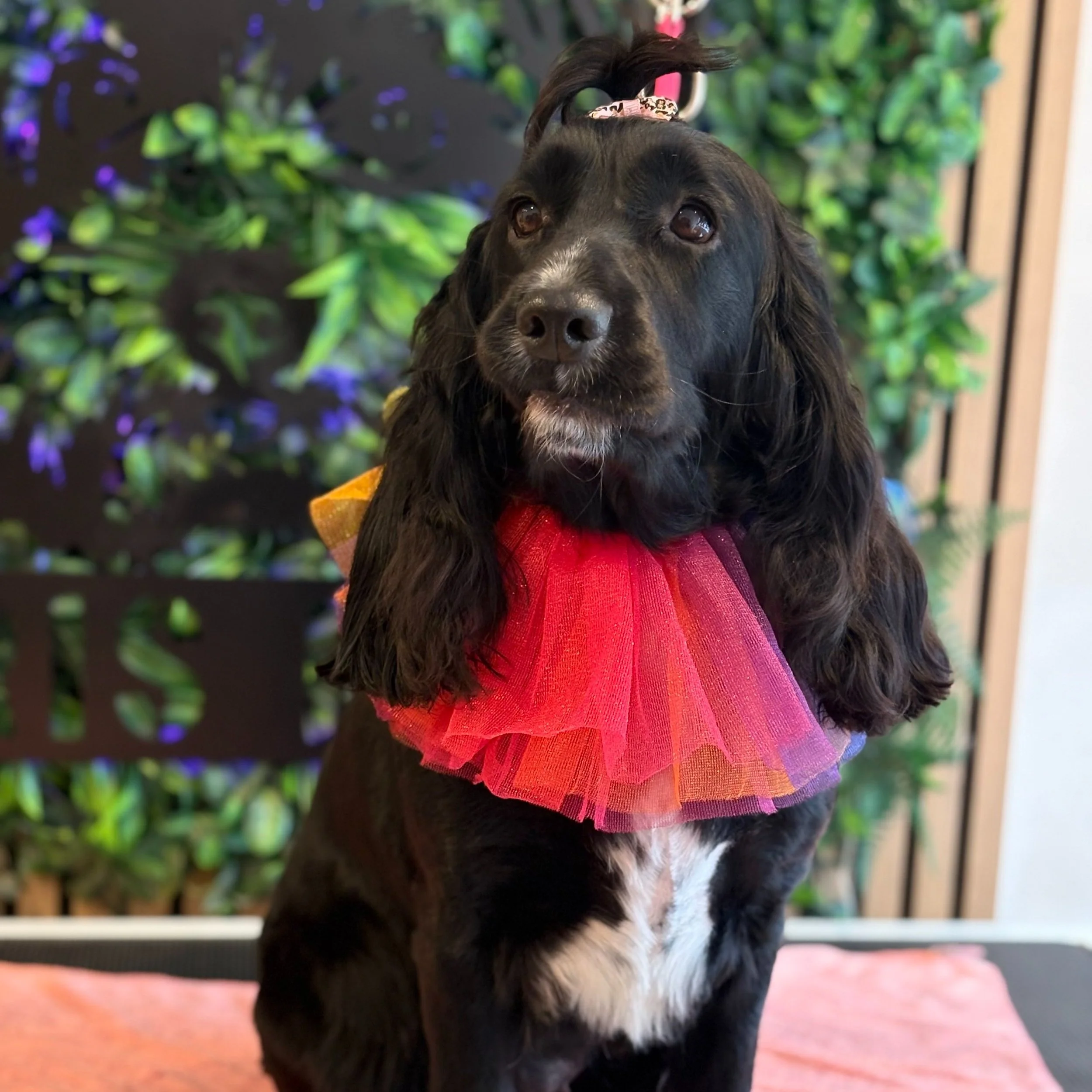 Luna - Full Groom