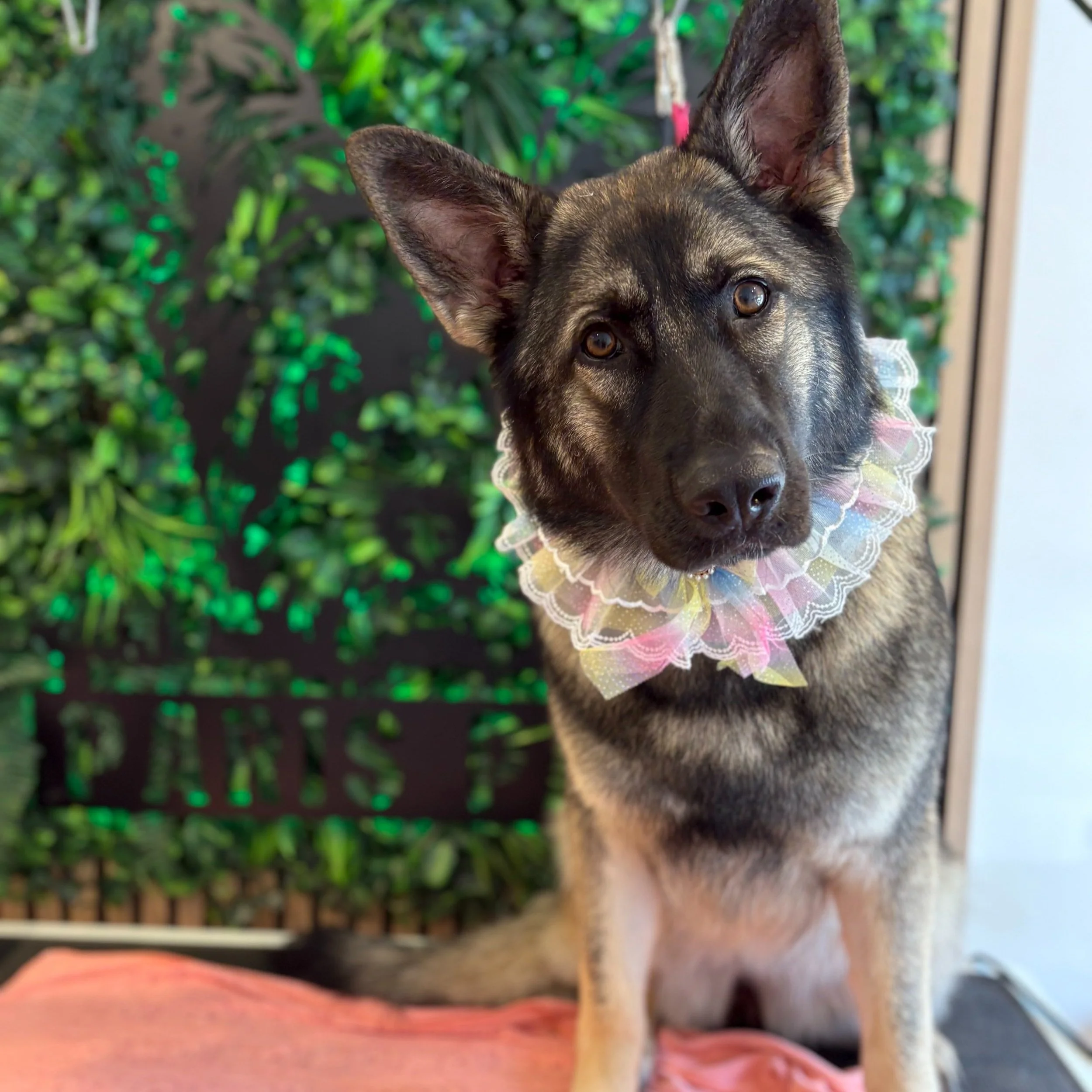 Area - Full Groom