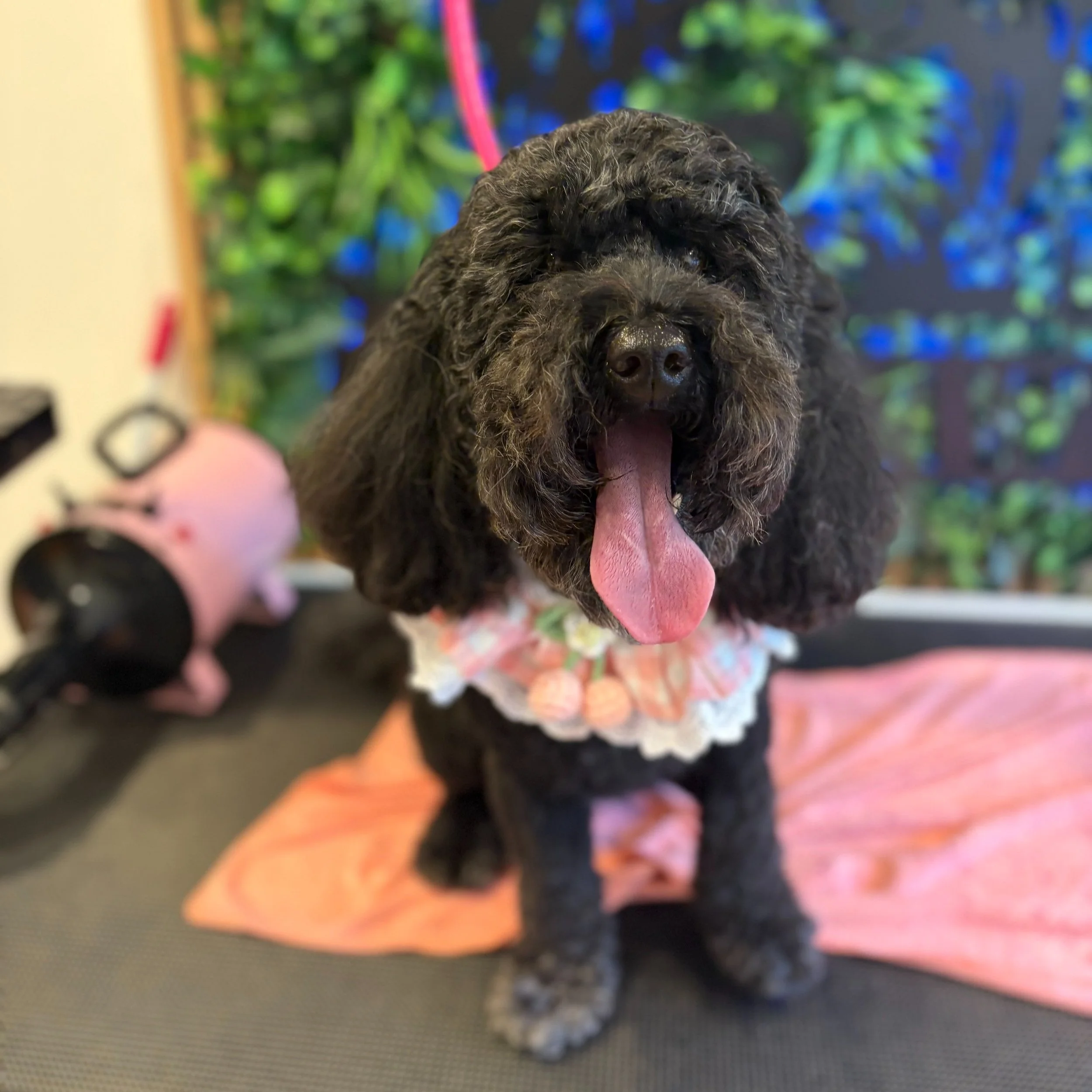 Gertie - Full Groom