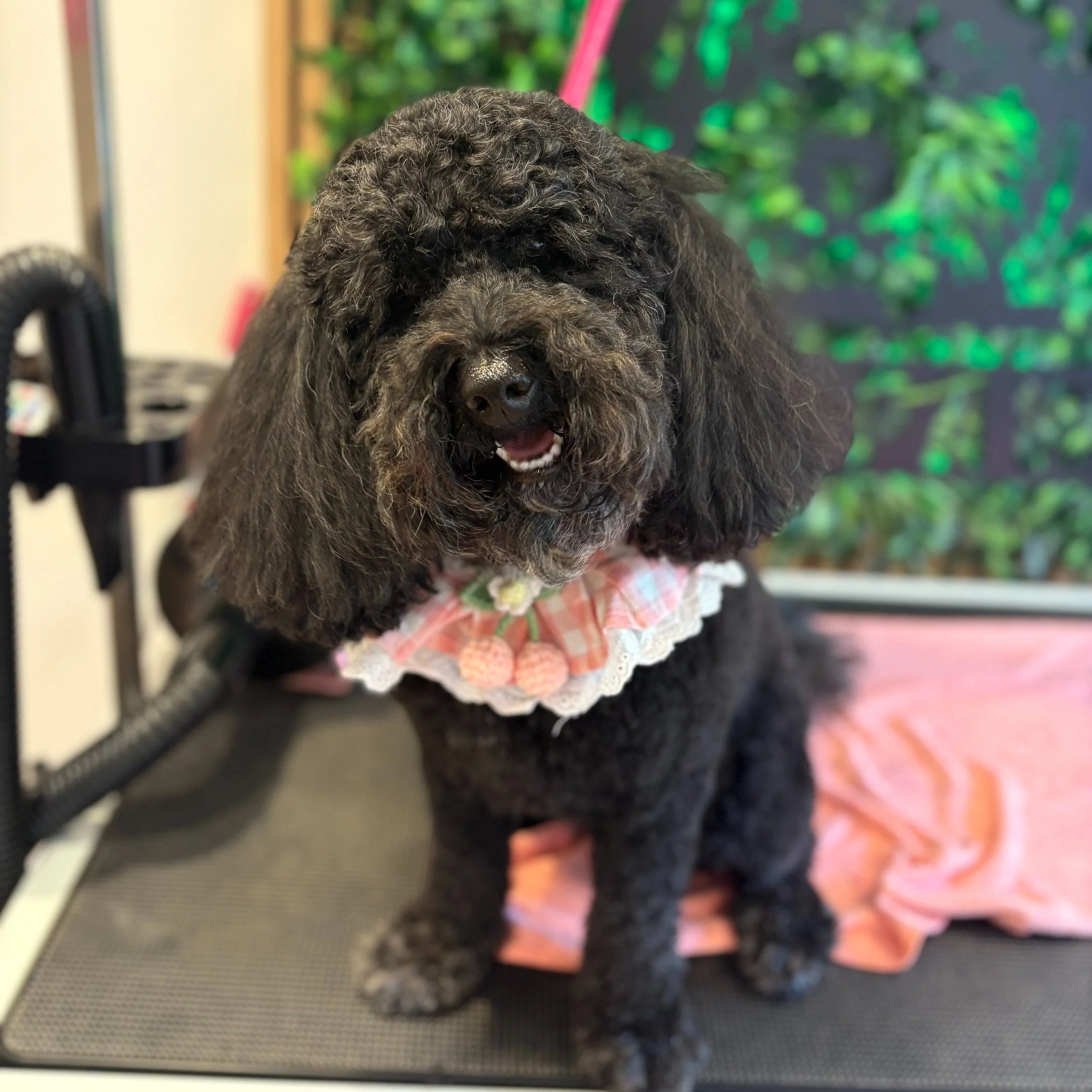 Gertie - Full Groom