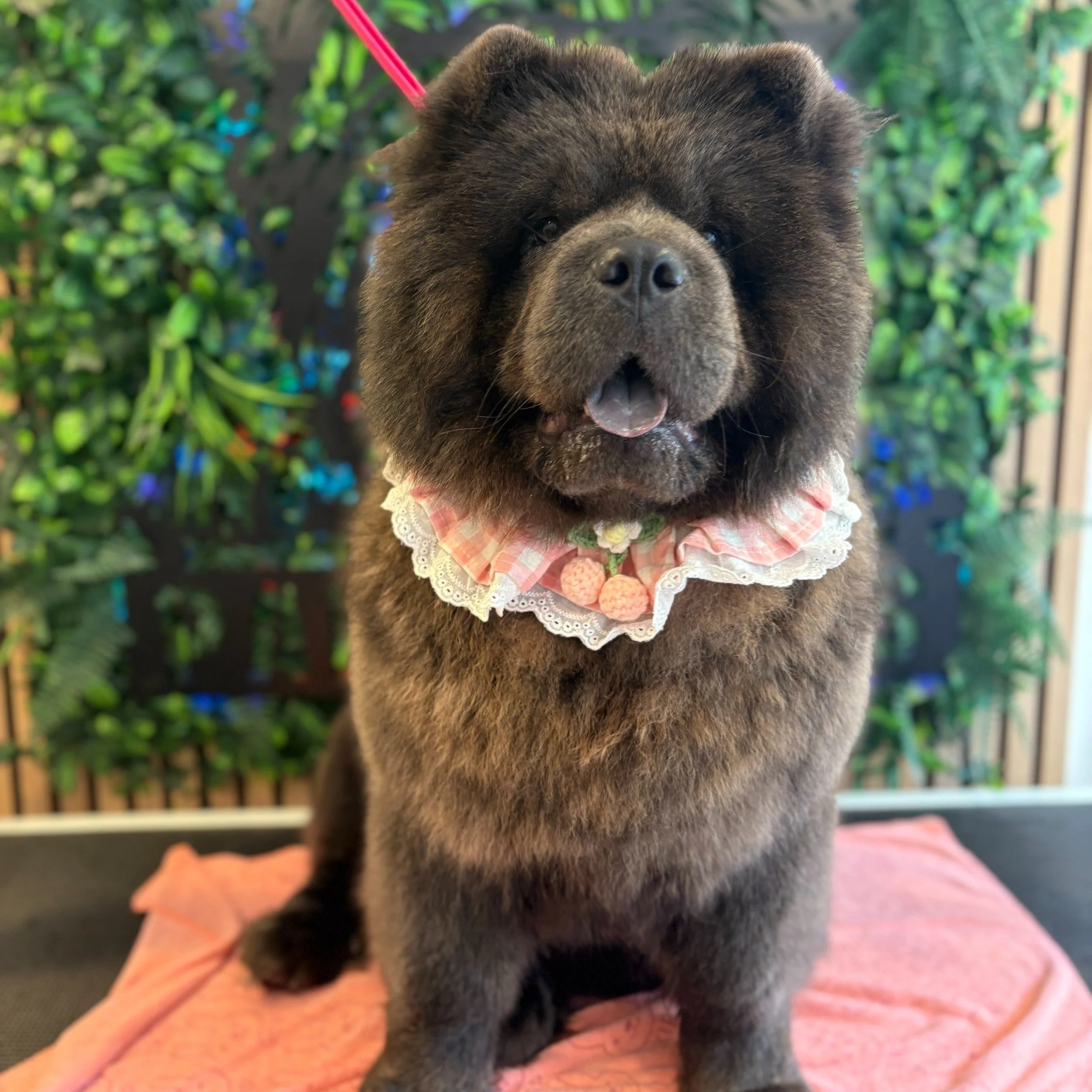 Baby Bleu - Full Groom