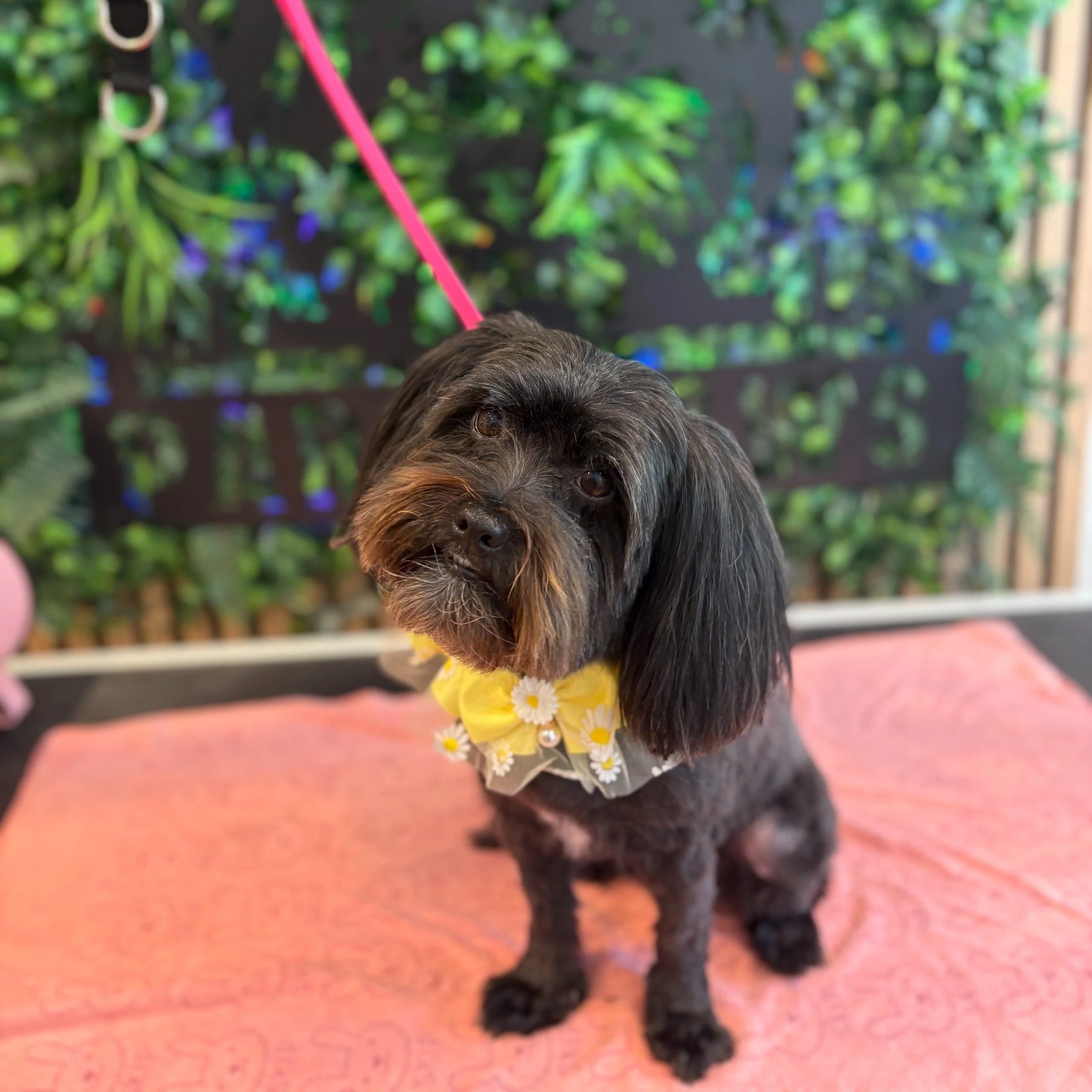 Bonny - Full Groom