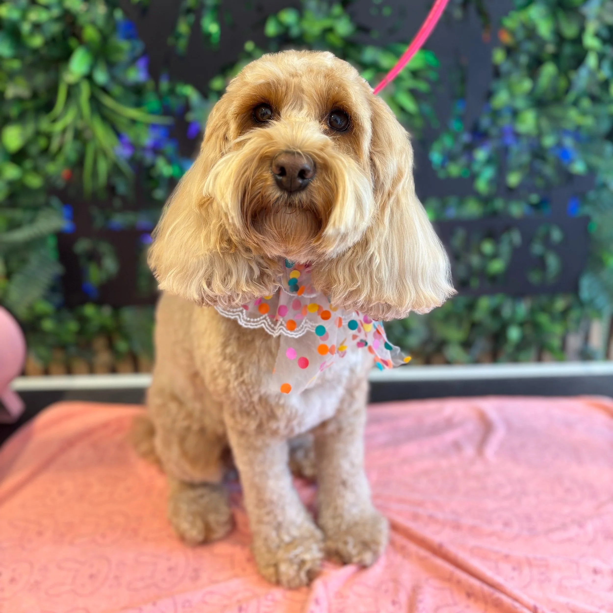 Wren - Full Groom