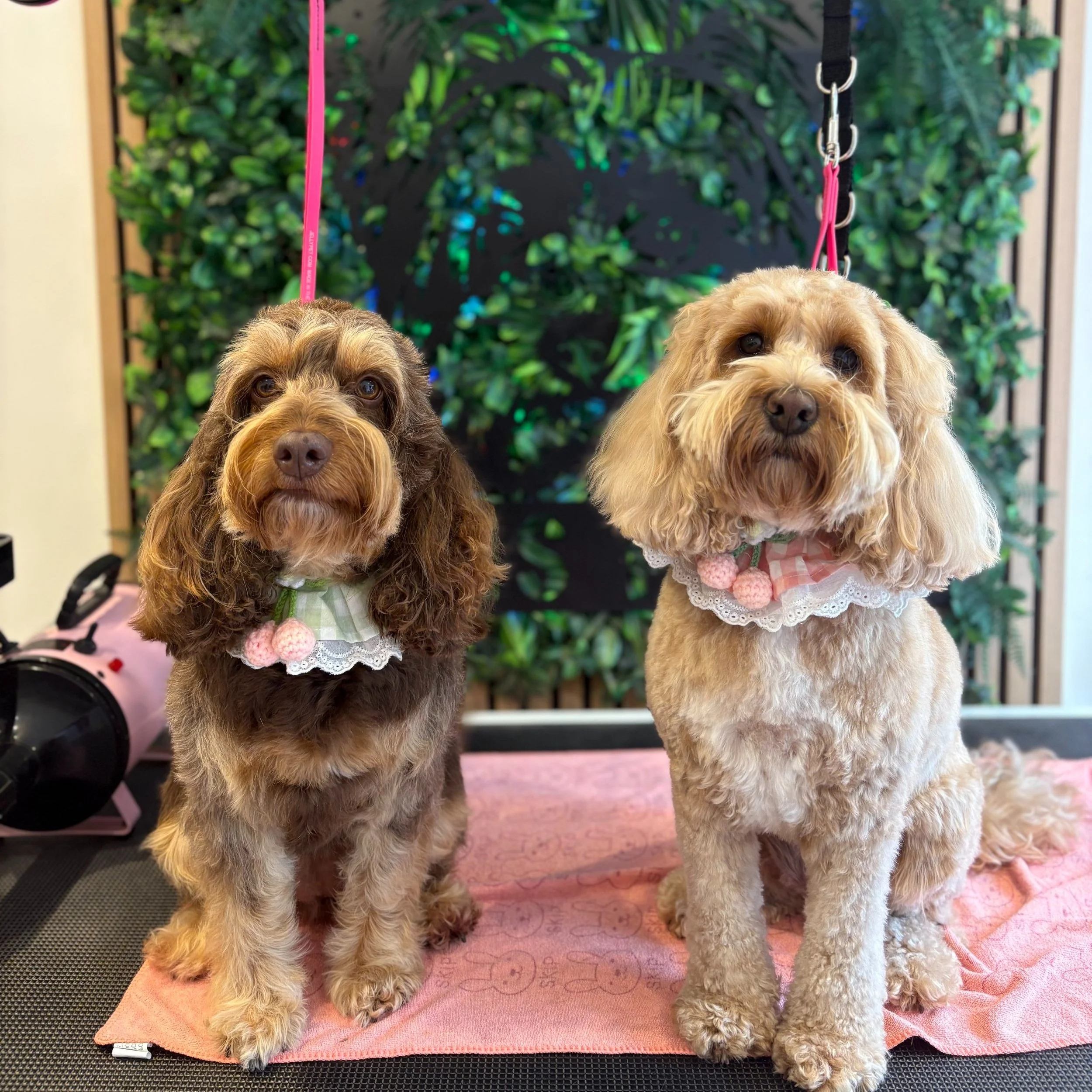 Wren & Orla - Wash & Full Groom