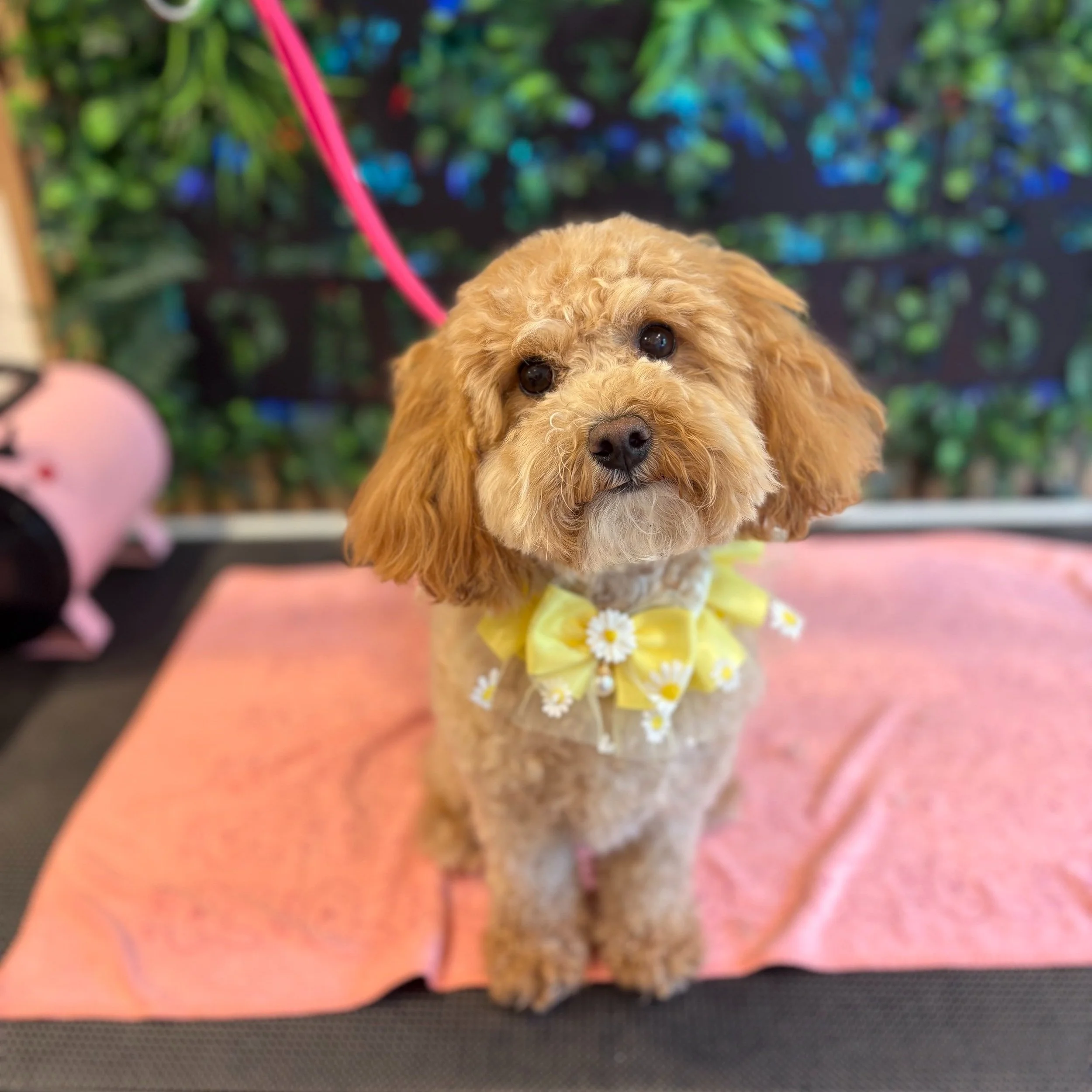 Daisy - Full Groom